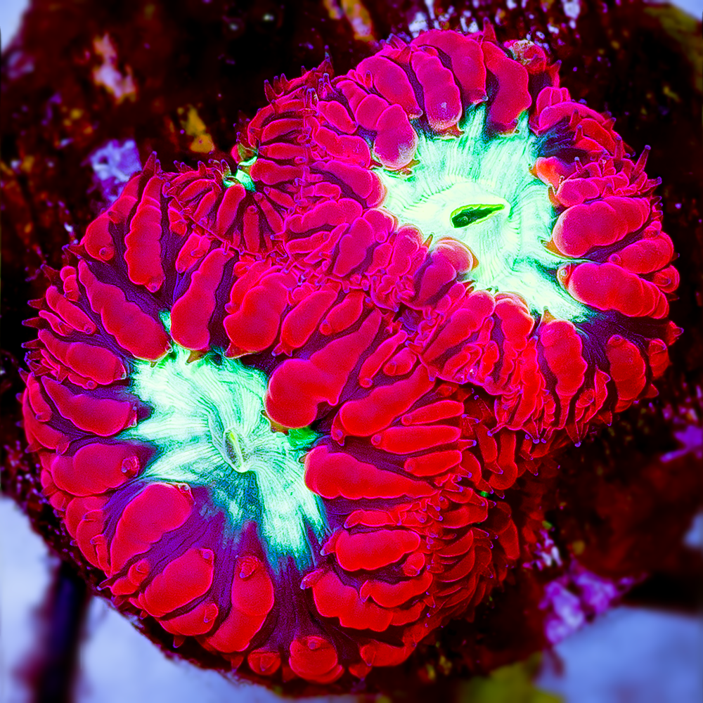 BLASTOMUSSA 3 POLYP