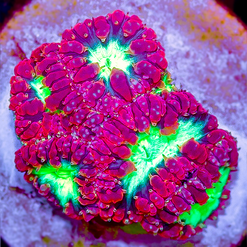 BLASTOMUSSA 5 POLYP