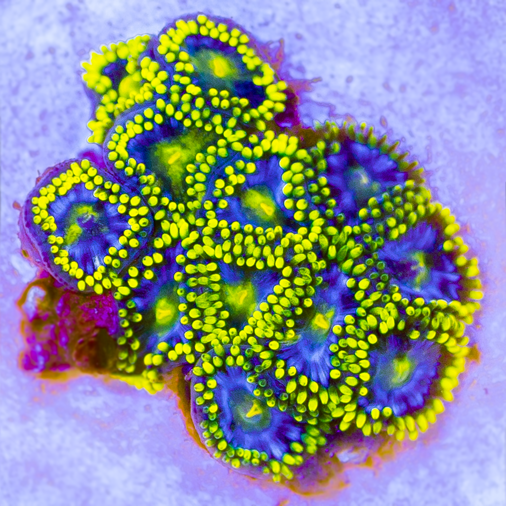 SMURFETTE ZOANTHIDS