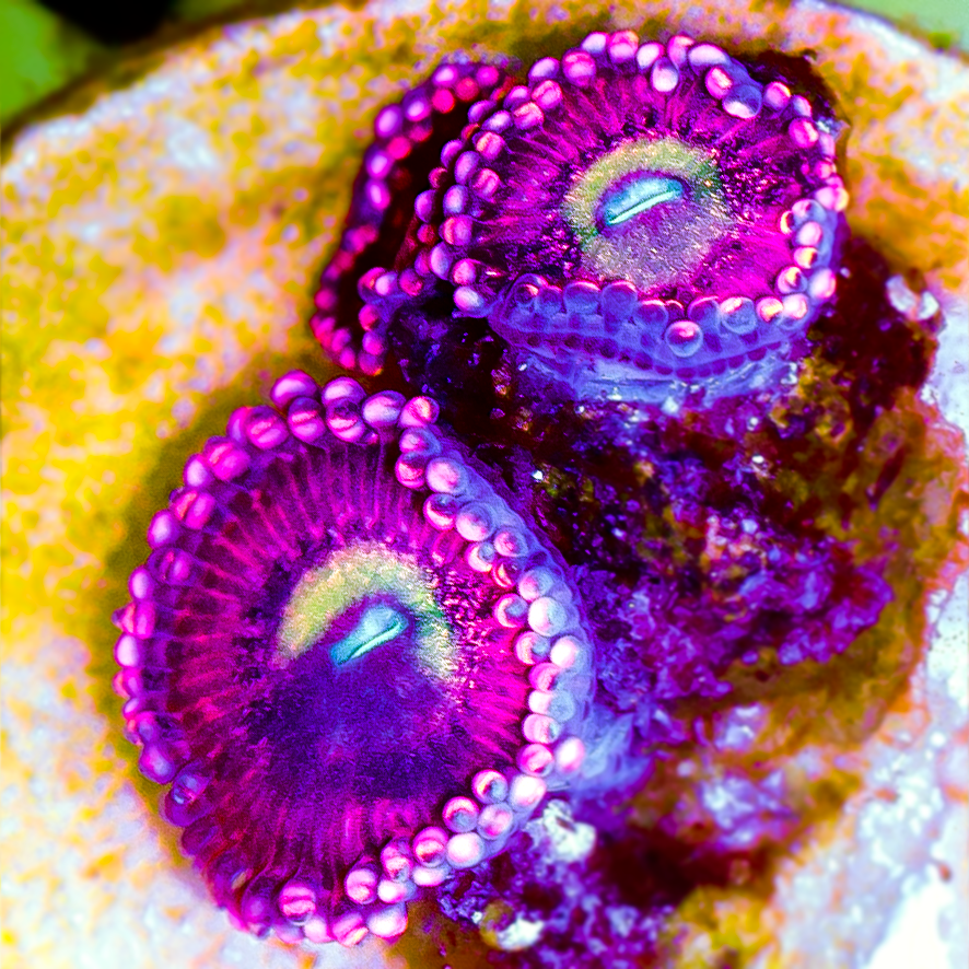 HALLE BERRY ZOANTHID