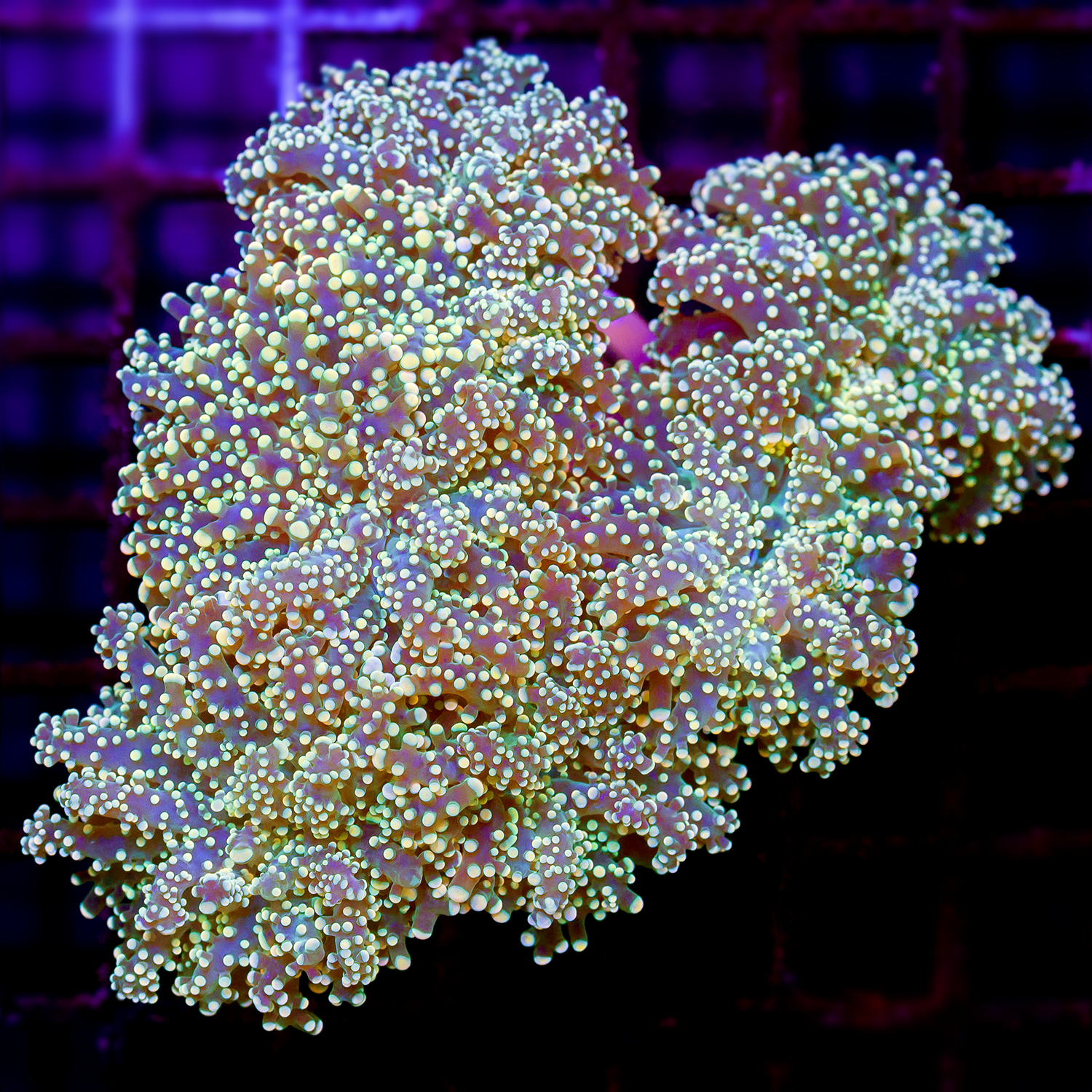 ULTRA BRANCHING FROGSPAWN LG R1006