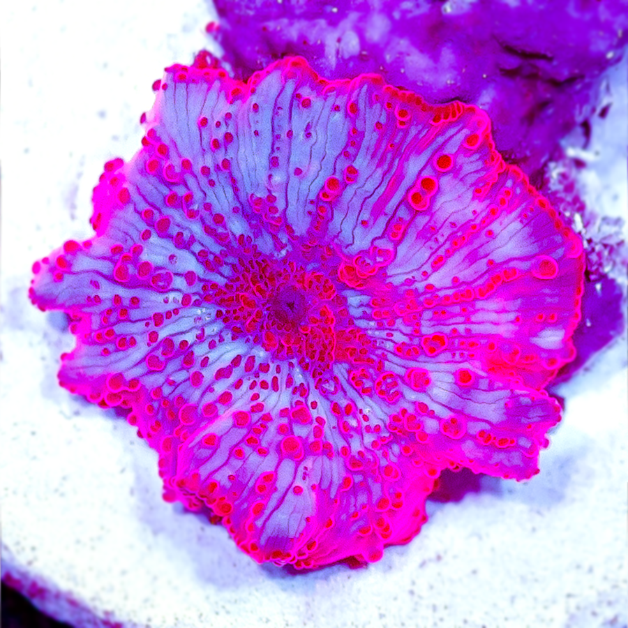 STRIPPER LIPS MUSHROOM
