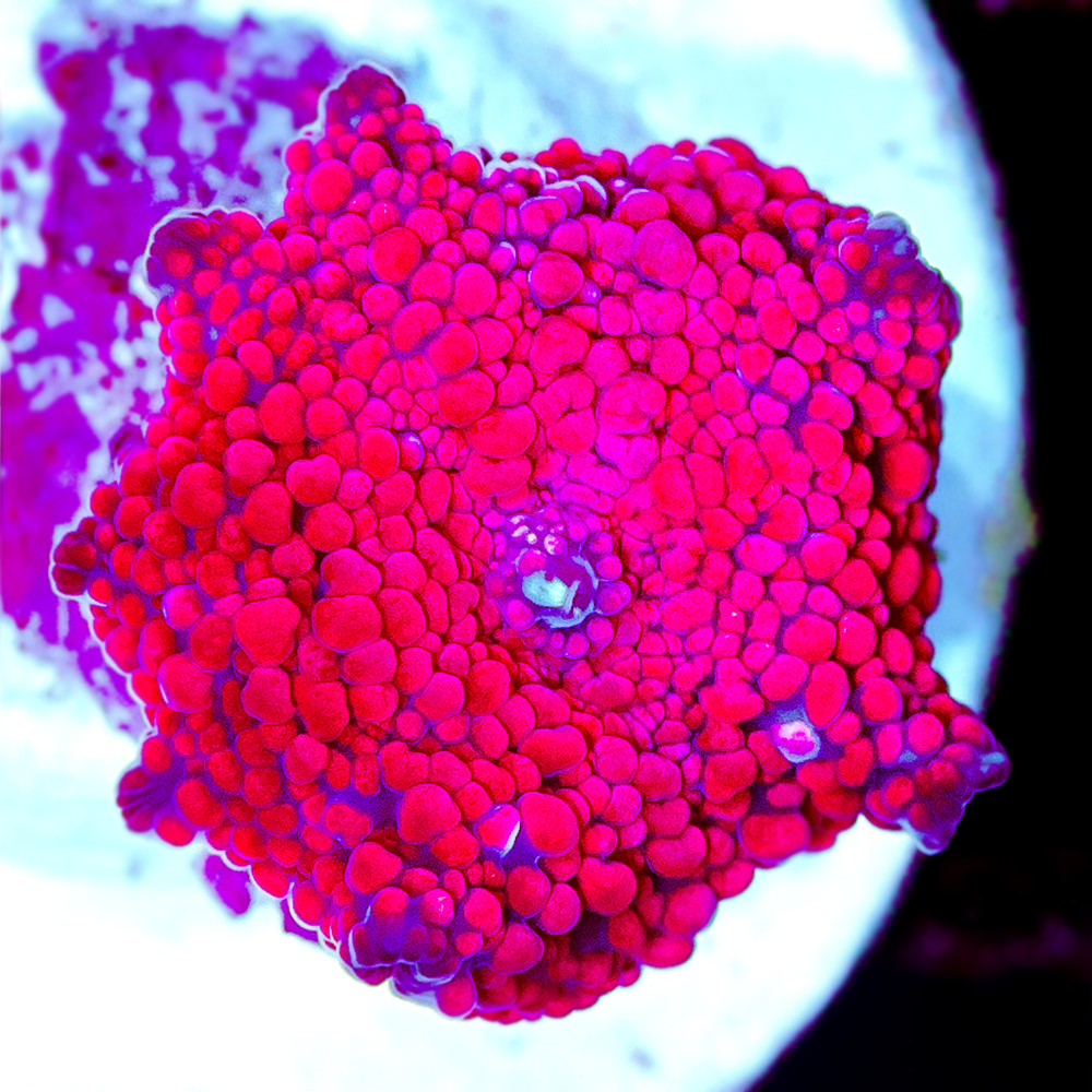 INTERGALACTIC DISCO MUSHROOM