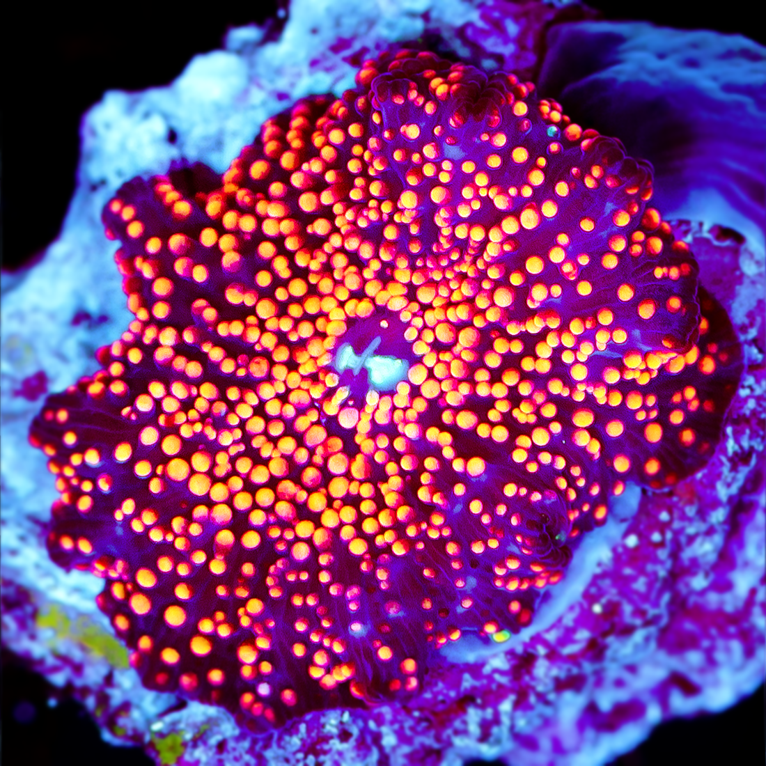 INTERSTELLAR MUSHROOM