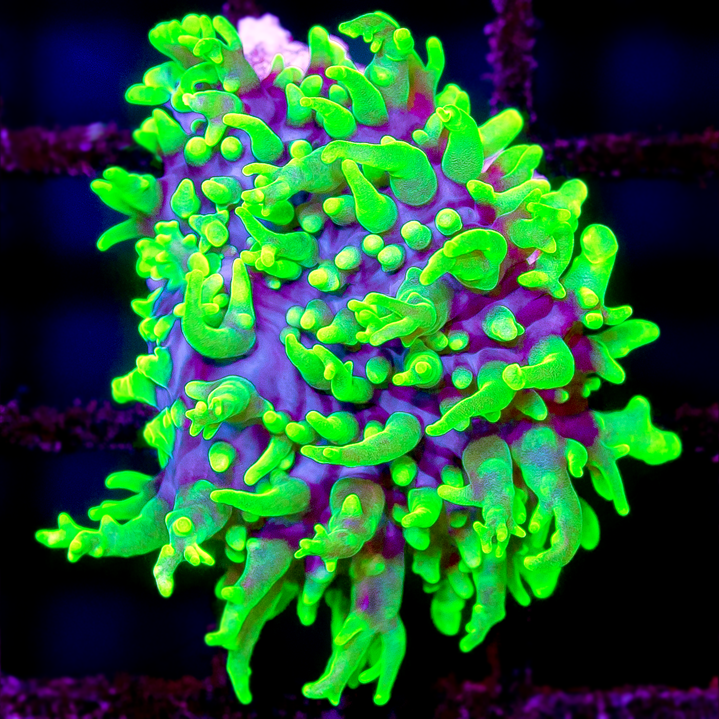RIDDLER FRILLY MUSHROOM