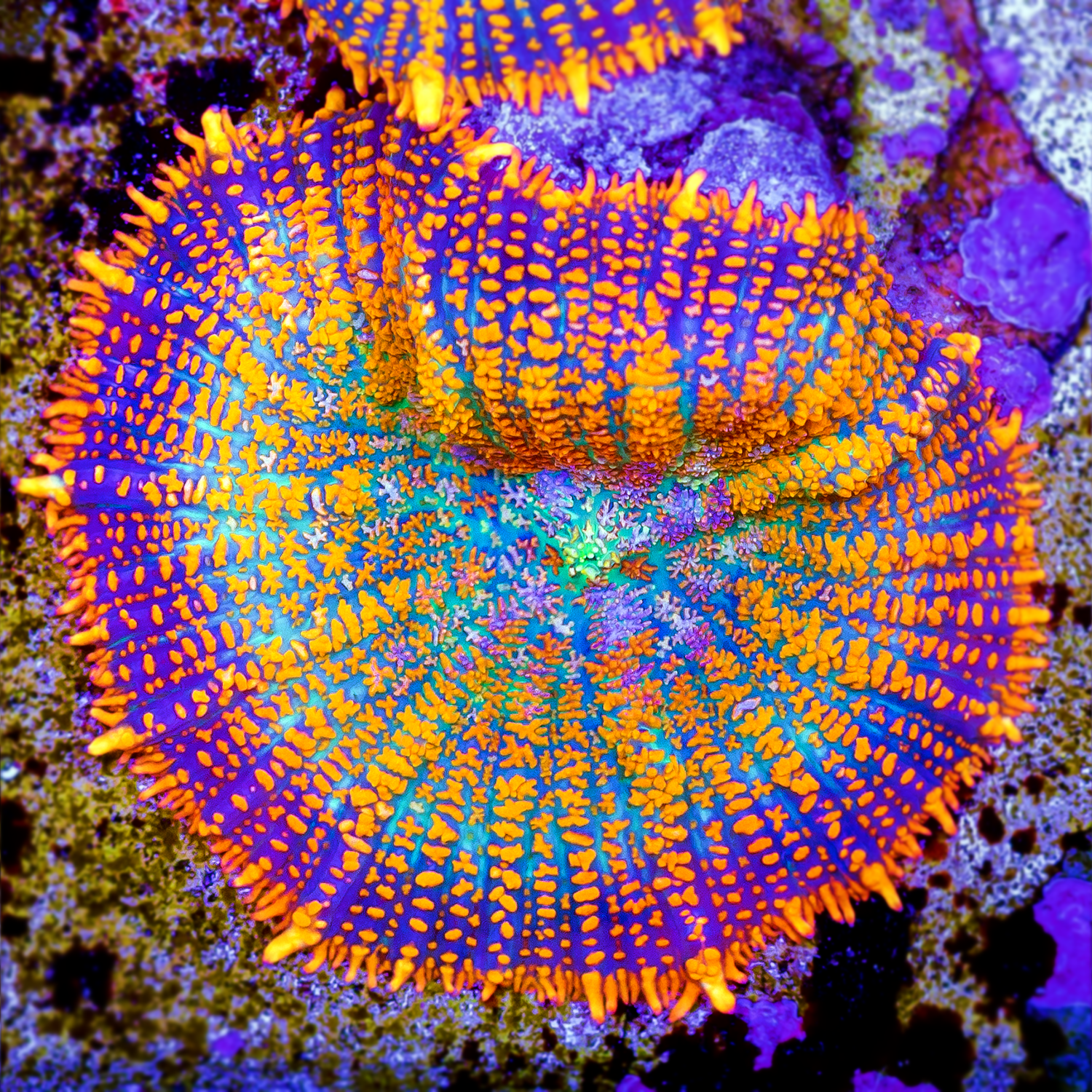 HYPSY GYPSY BULLSEYE MUSHROOM