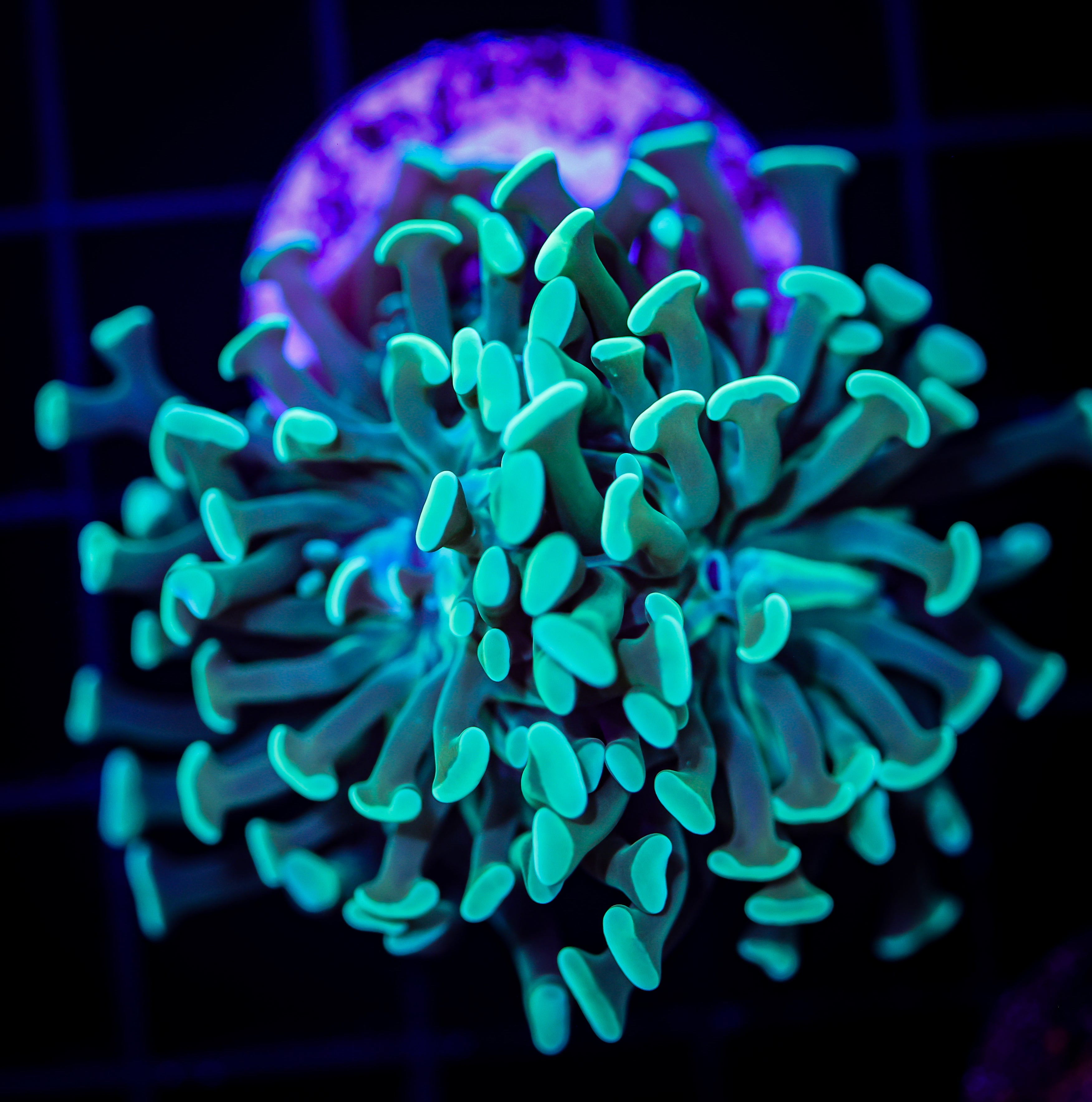 MINT GREEN BRANCHING HAMMER