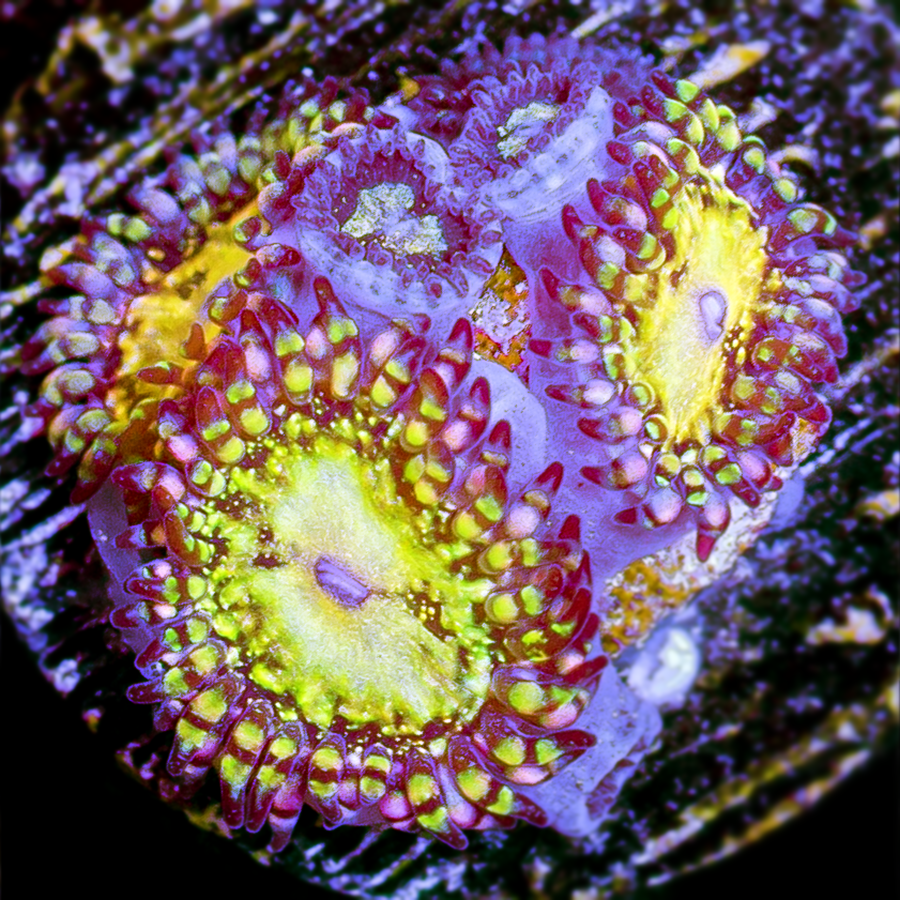 TSA SPACE LEOPARD ZOANTHID 6 Polyps