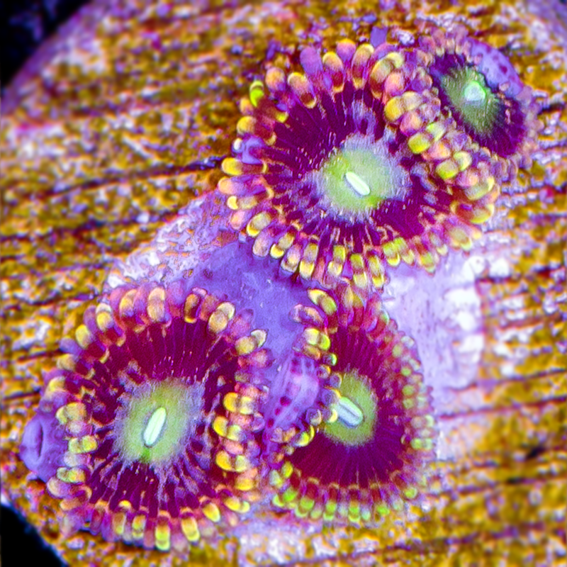 HAUNTED HOUSE ZOA