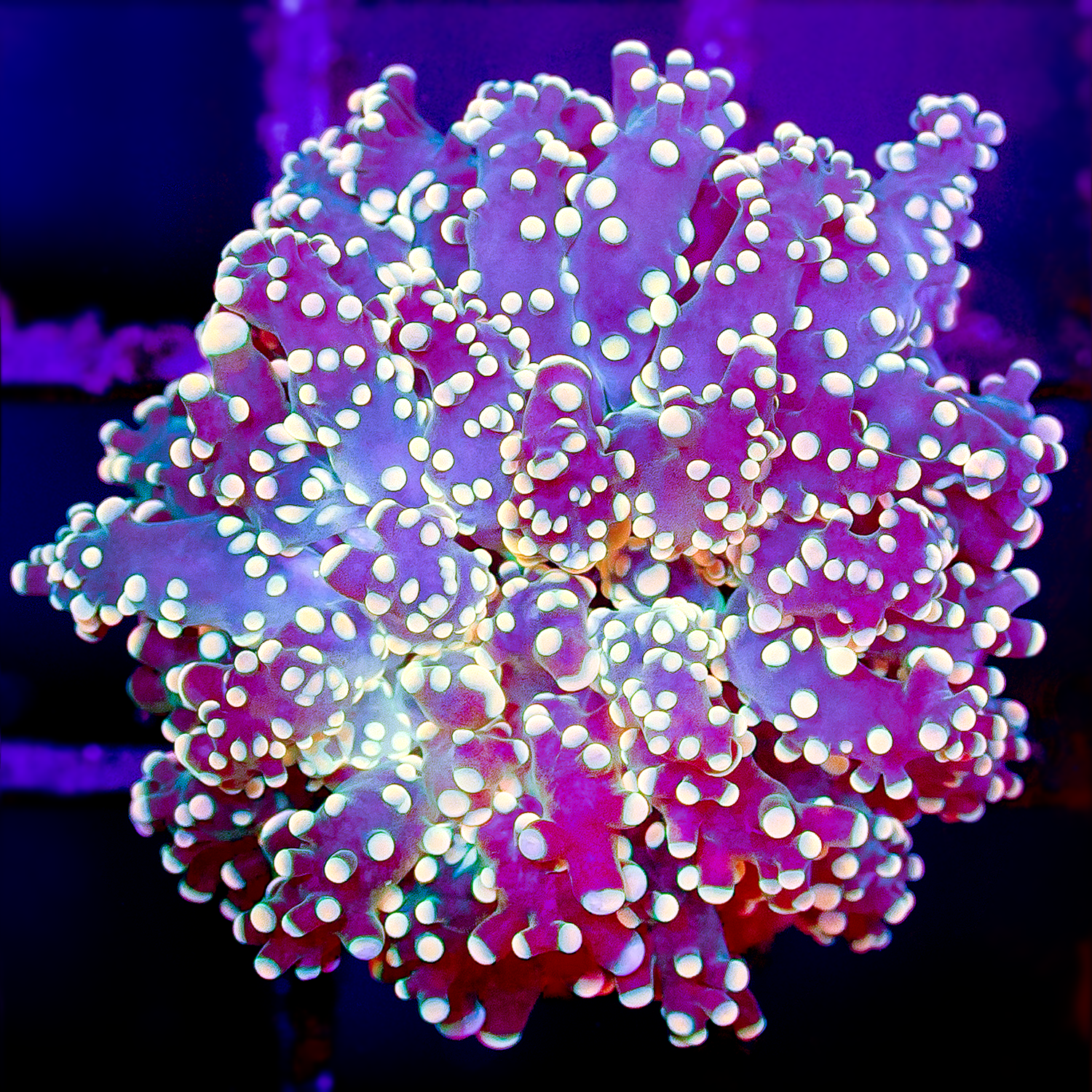 ULTRA FROGSPAWN 1H R1022