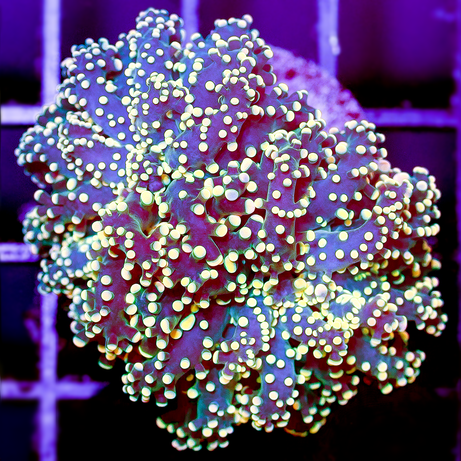 ULTRA FROGSPAWN 1H R1020
