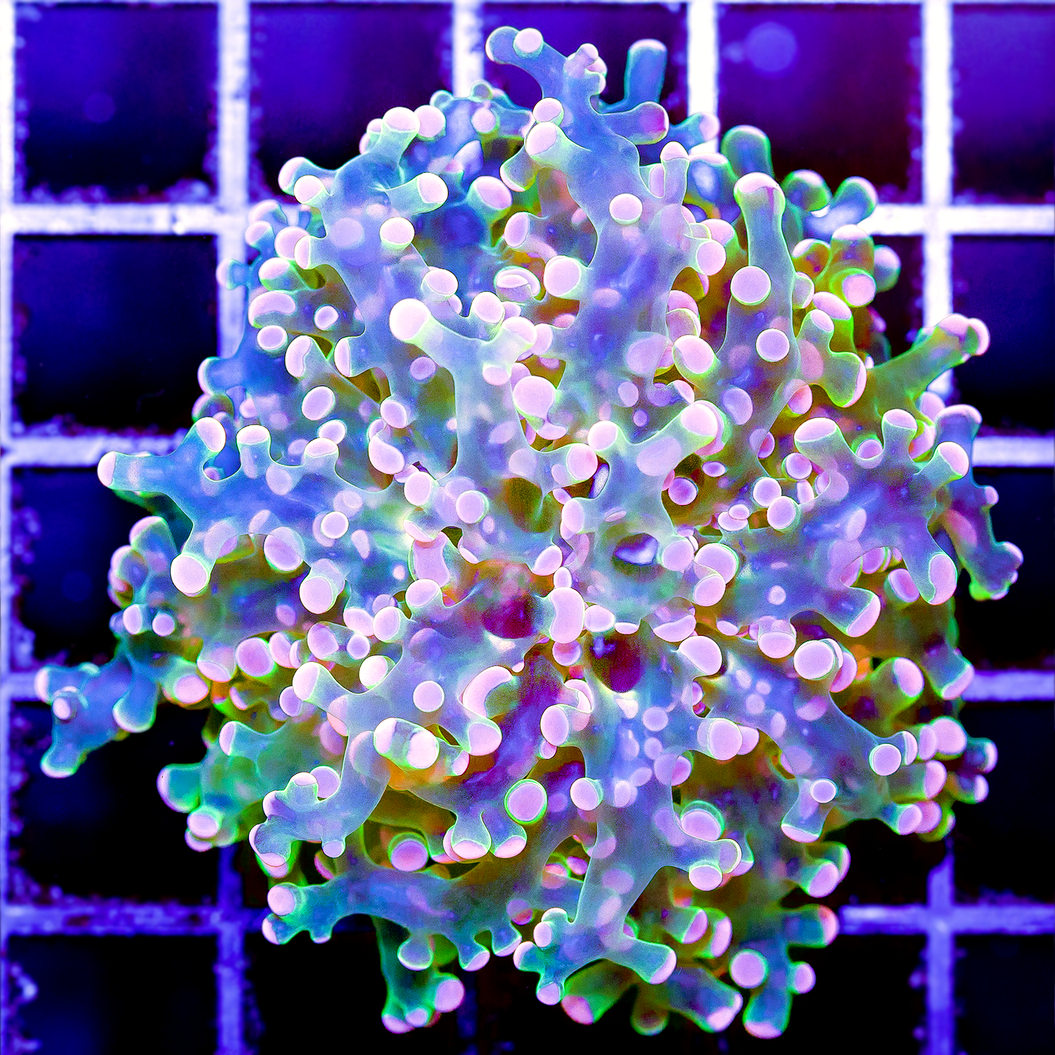 ORANGE FROGSPAWN R1004