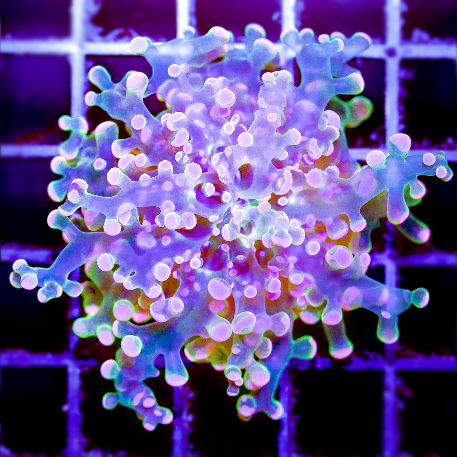 ORANGE FROGSPAWN R1019