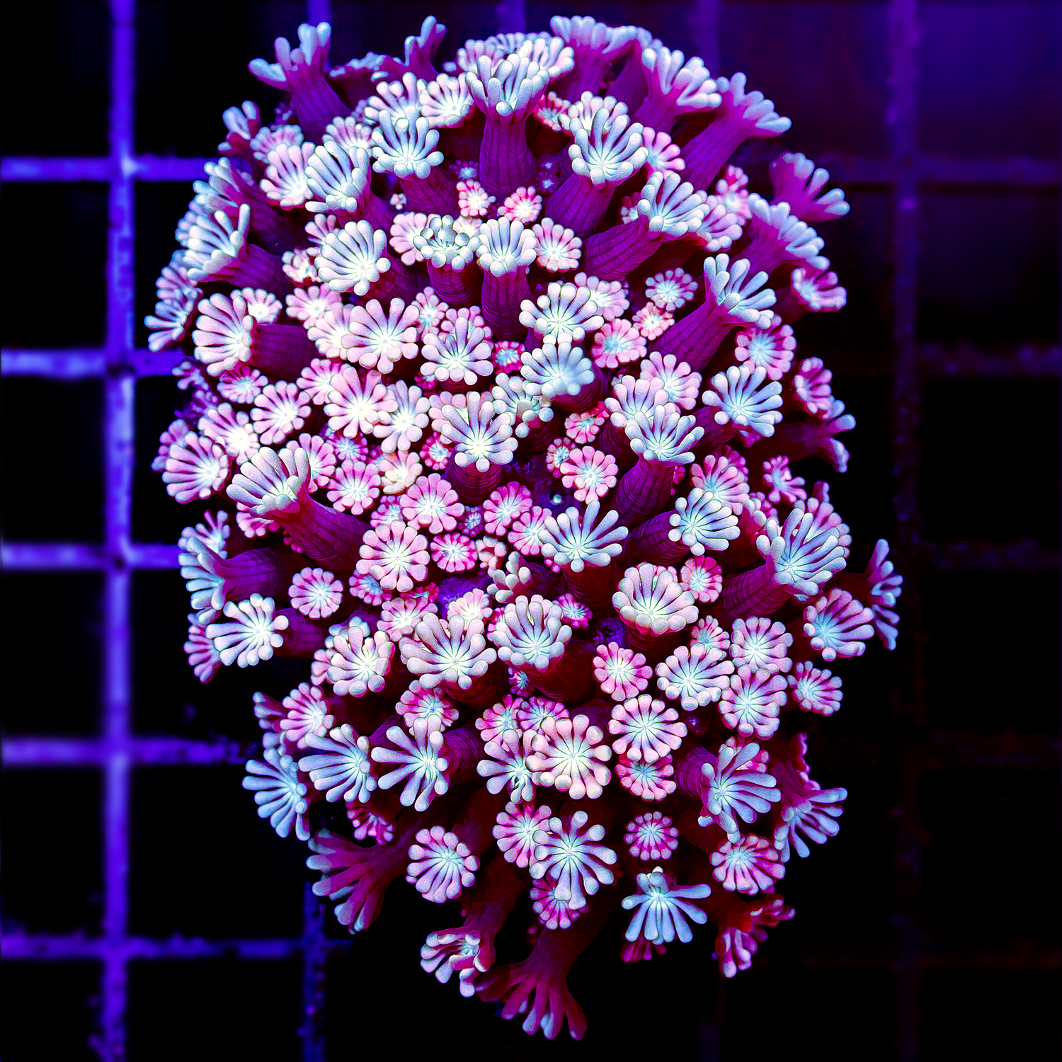 PINK ALVEOPORA MINI COLONY
