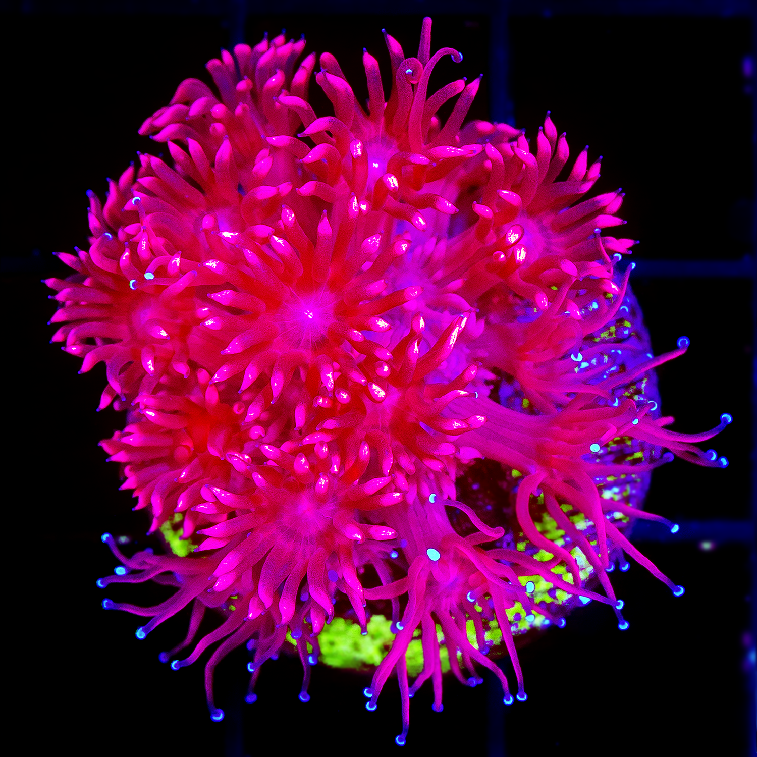 RED GONIOPORA