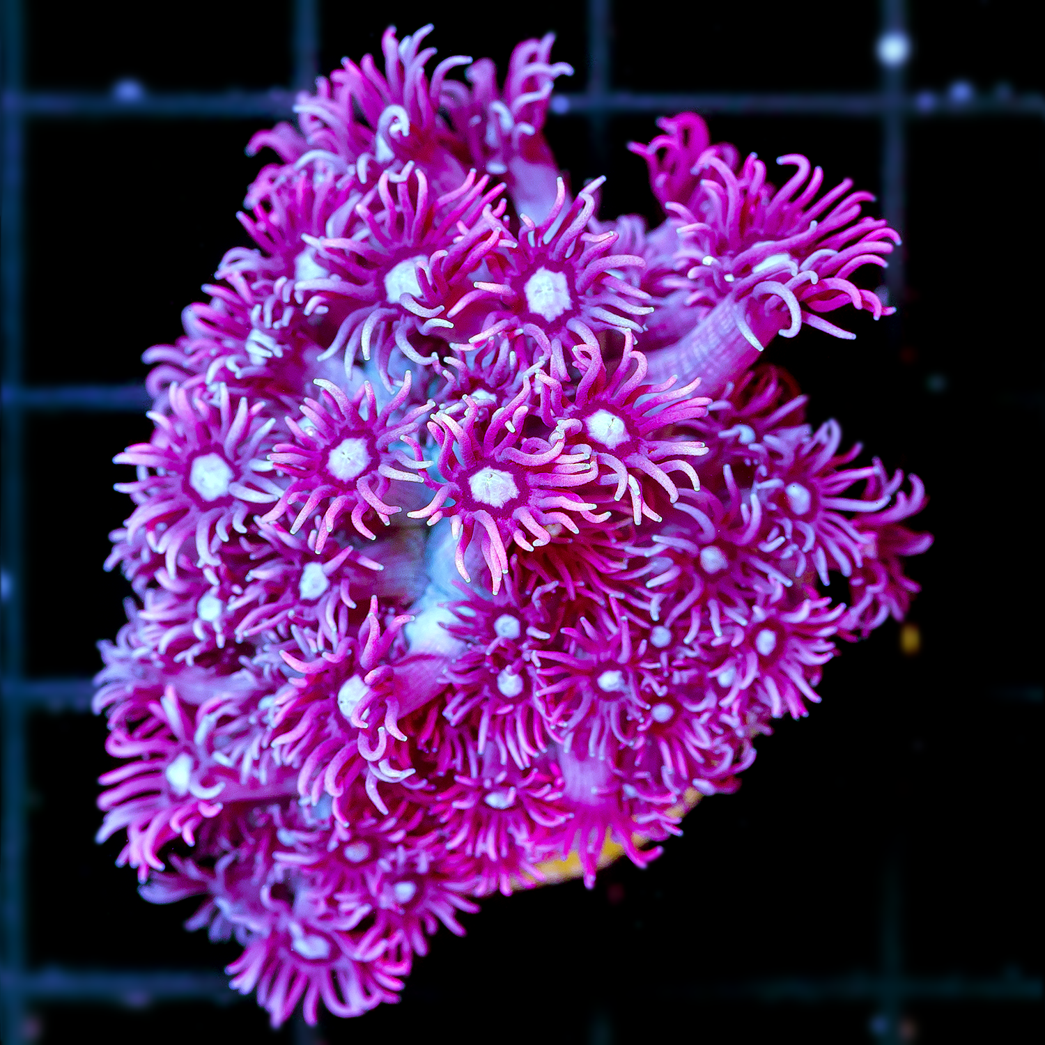 PURPLE GONIOPORA