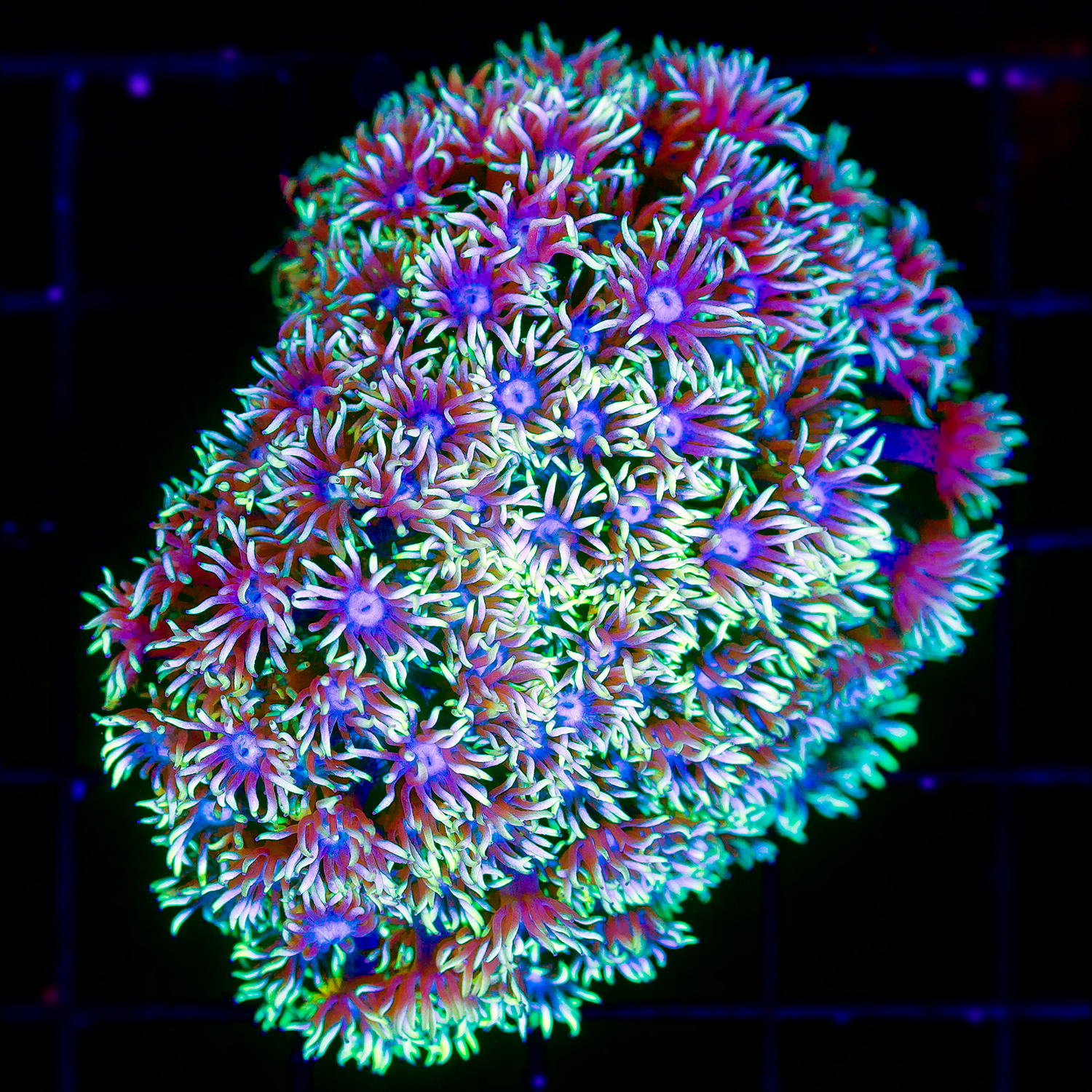 BLUE MOUTH NEON GREEN TIP GONIOPORA MINI COLONY