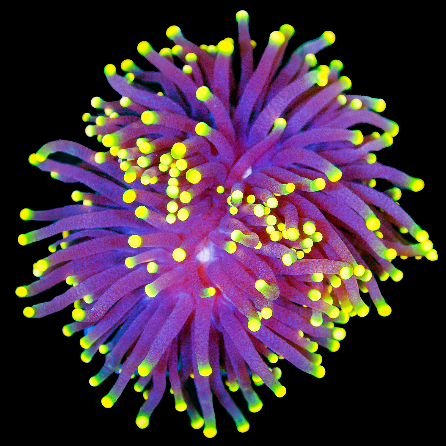 NEON TIP TORCH