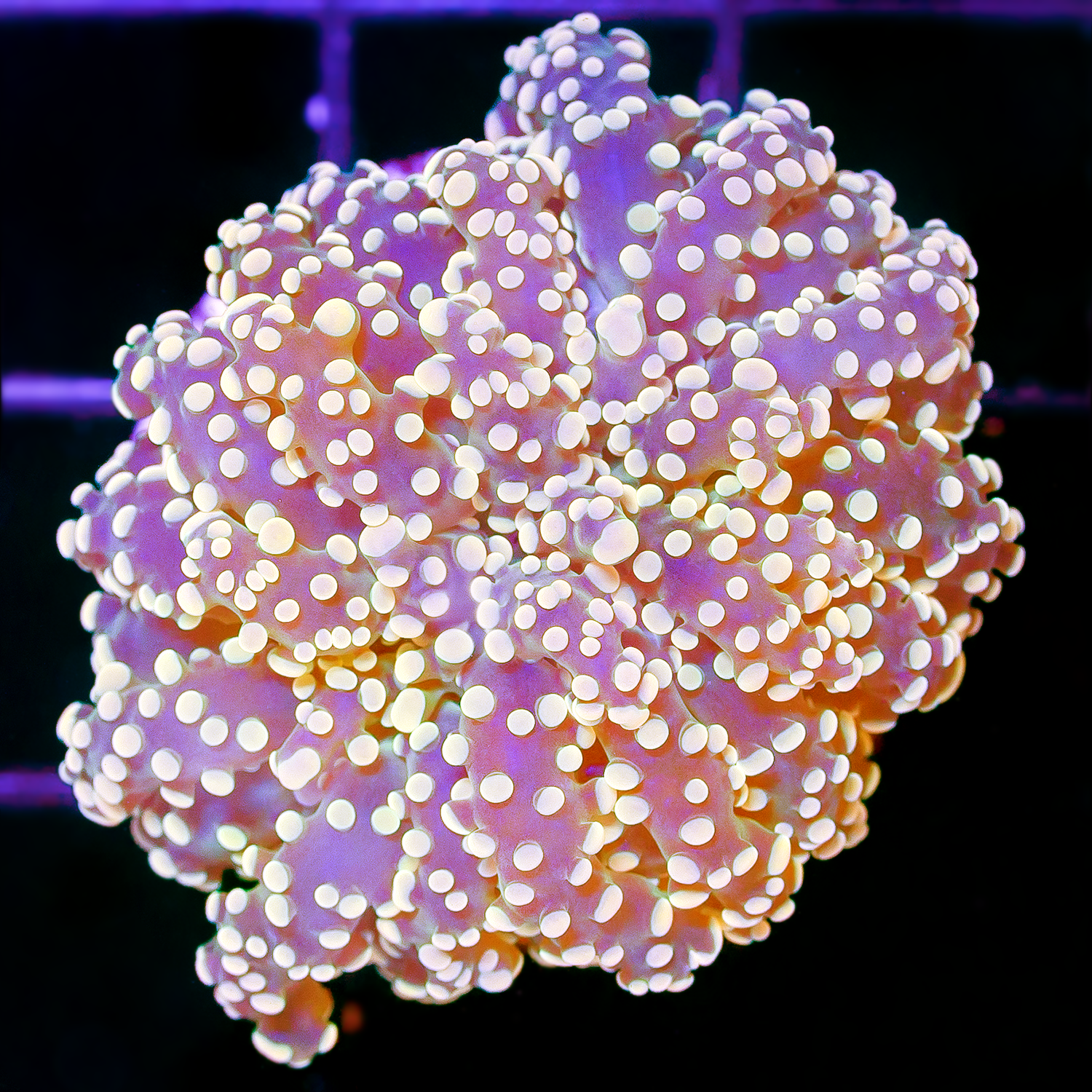 ORANGE FROGSPAWN R1002