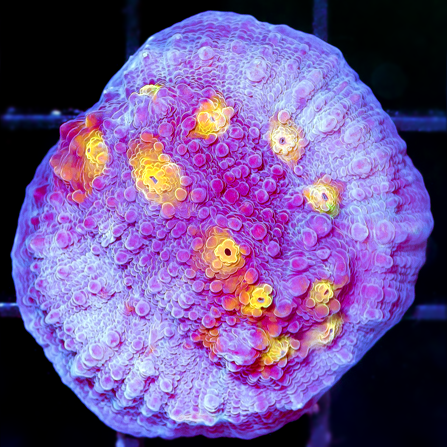 PEACH NEBULA CHALICE