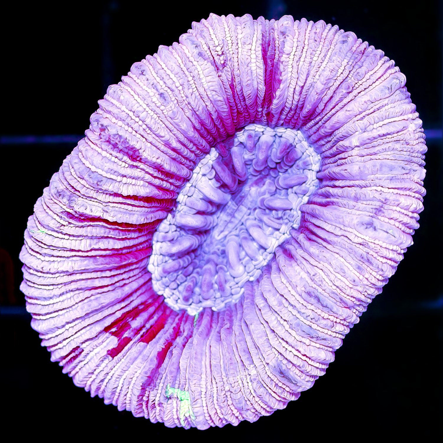 AUSSIE PINK TRACHYPHYLLIA