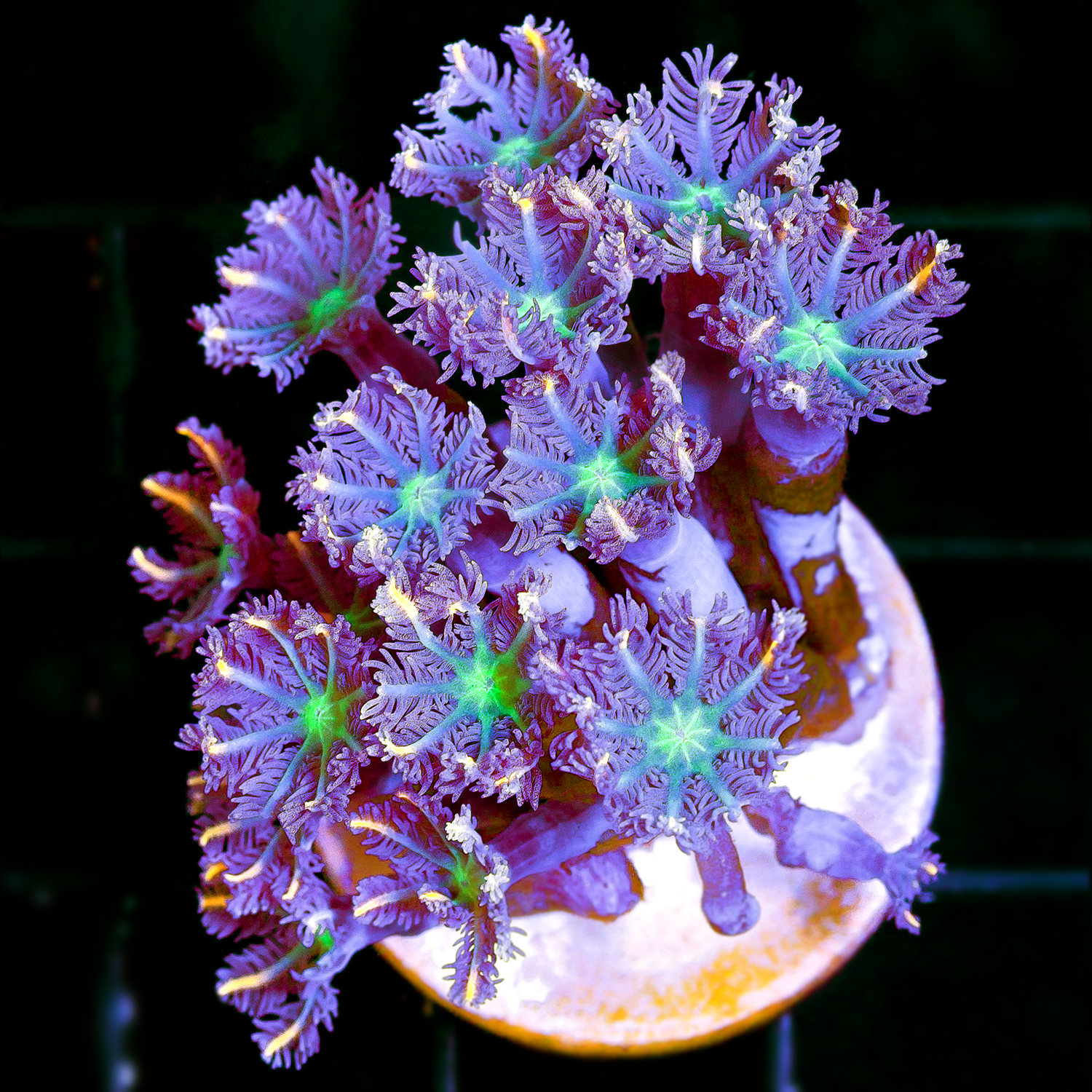 FLAME TIPPED CLOVE POLYPS