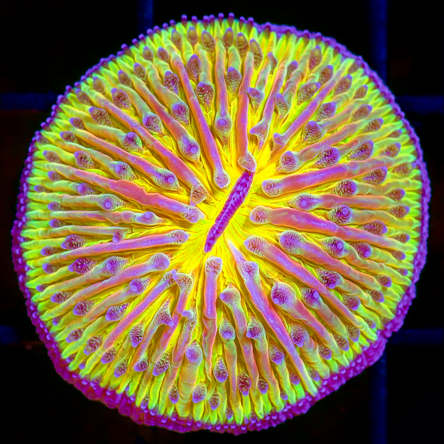 YELLOW ULTRA DOME FUNGIA