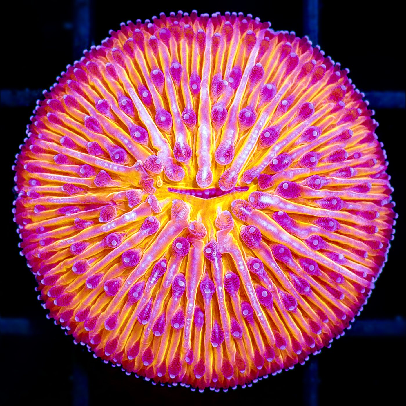 ORANGE ULTRA DOME FUNGIA