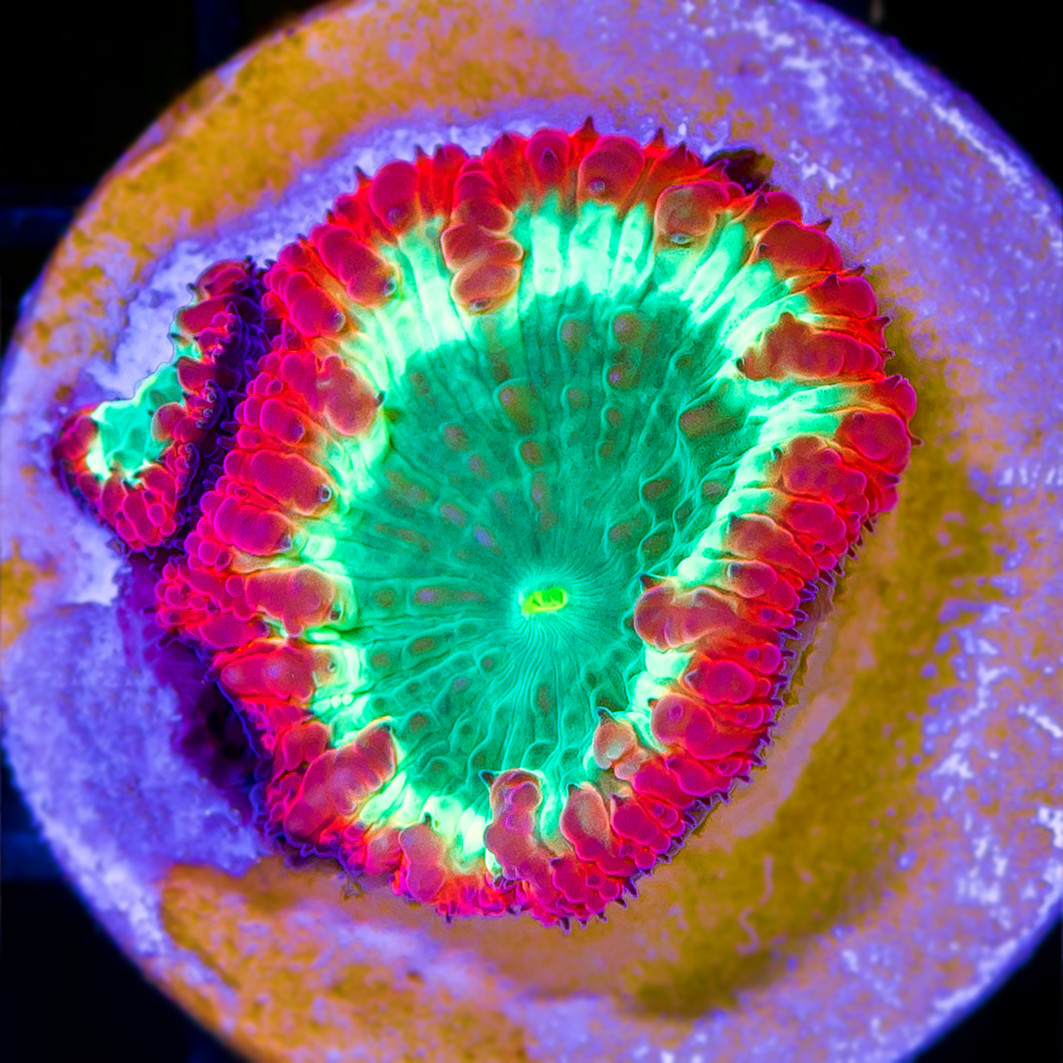 GLOWLIGHT BLASTOMUSSA
