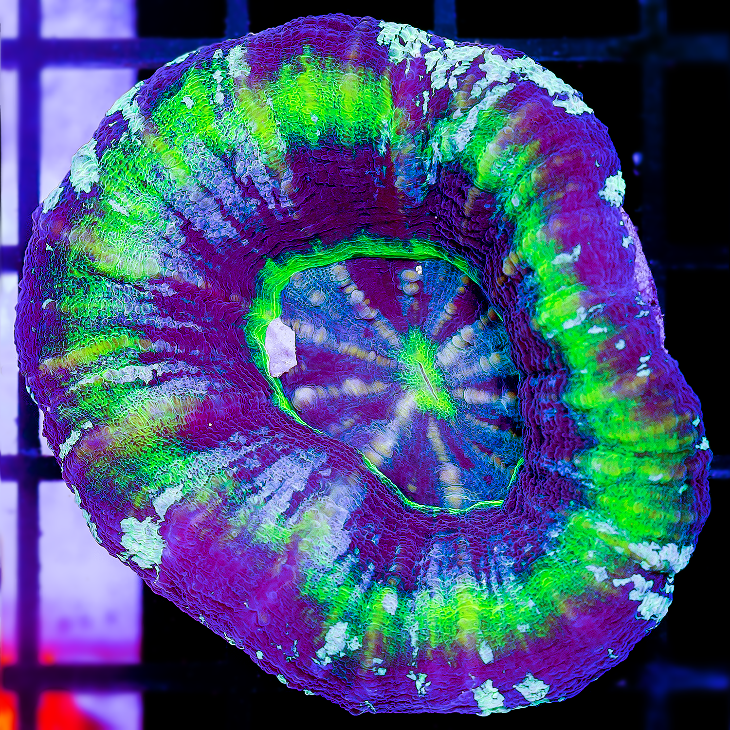 UFO SCOLY