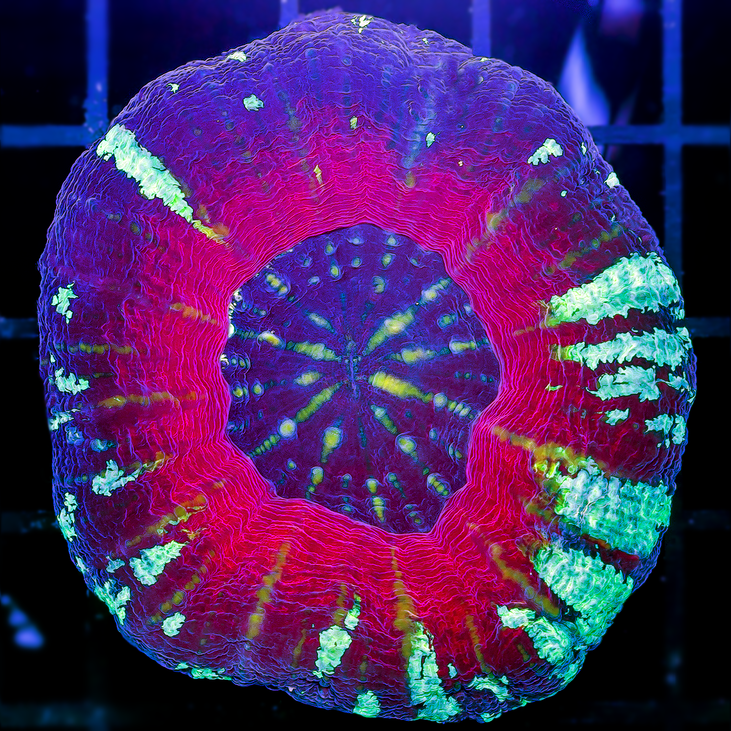 OUT OF THIS WORLD UFO SCOLY