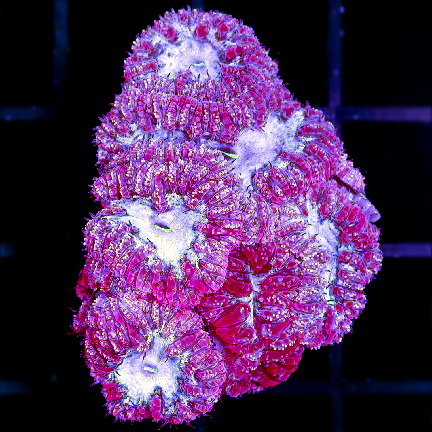 UNIQUE PURPLE BLASTOMUSSA