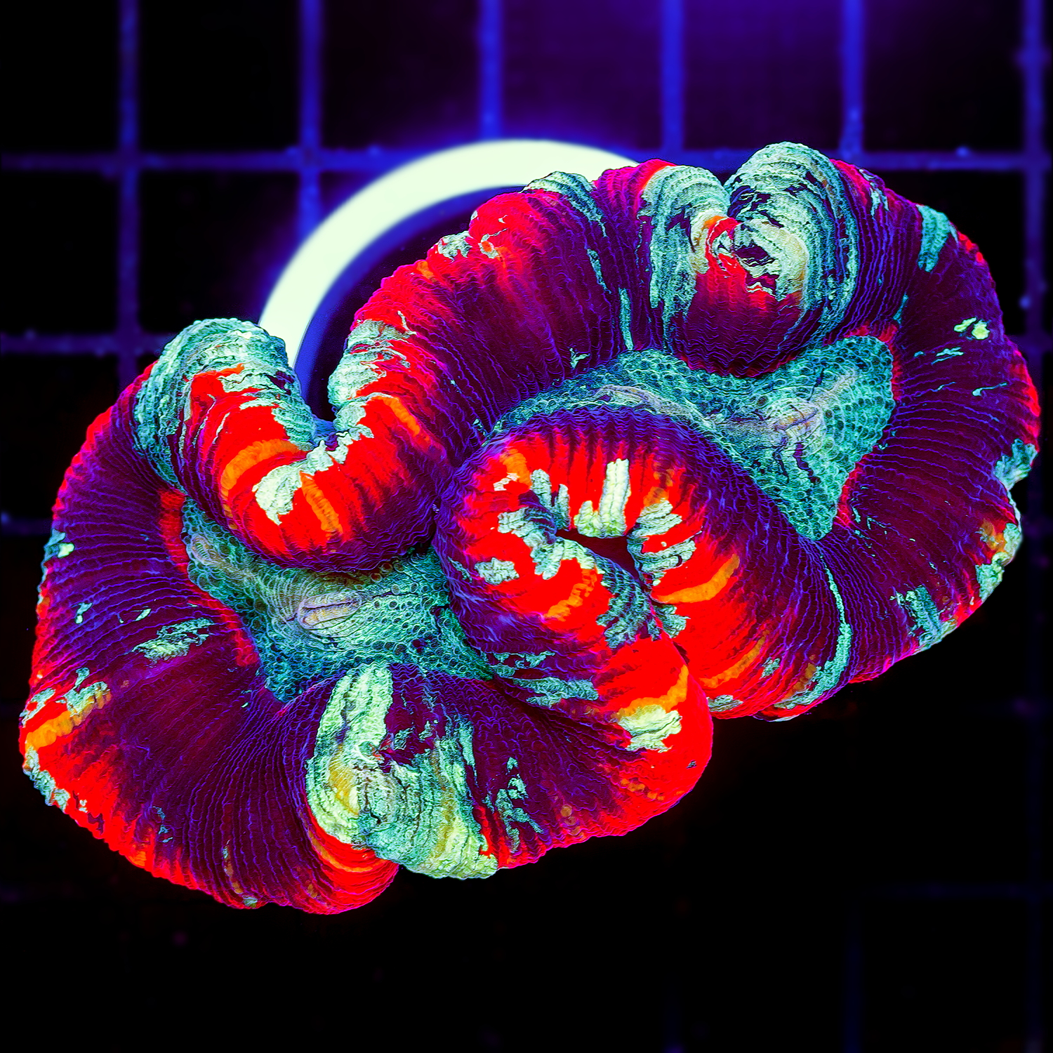 ULTRA NEON TRACHY