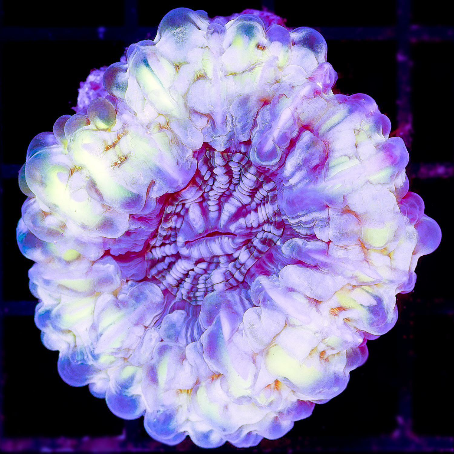 UNIQUE TRANSLUCENT CYNARINA