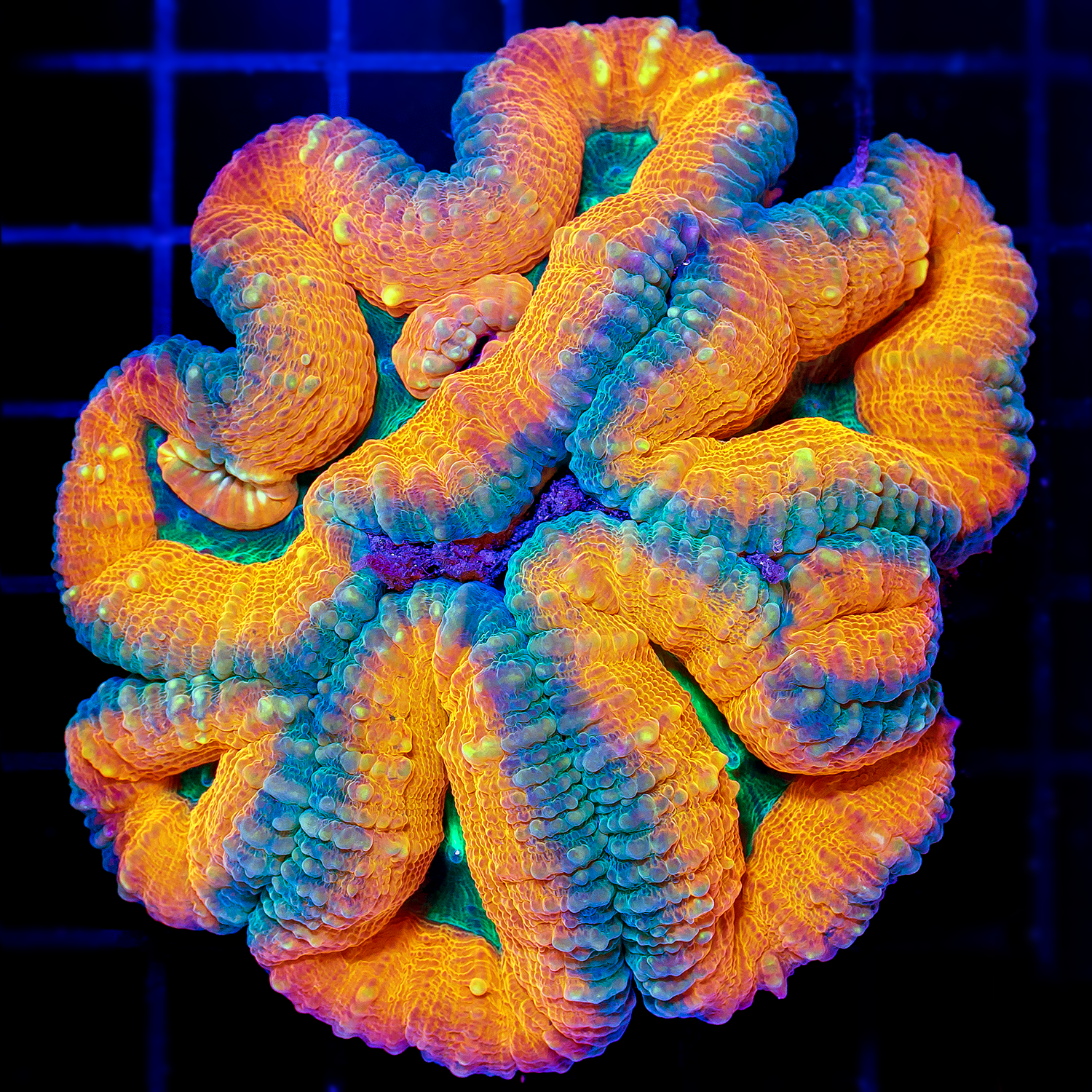 ORANGE DREAM LOBO LG