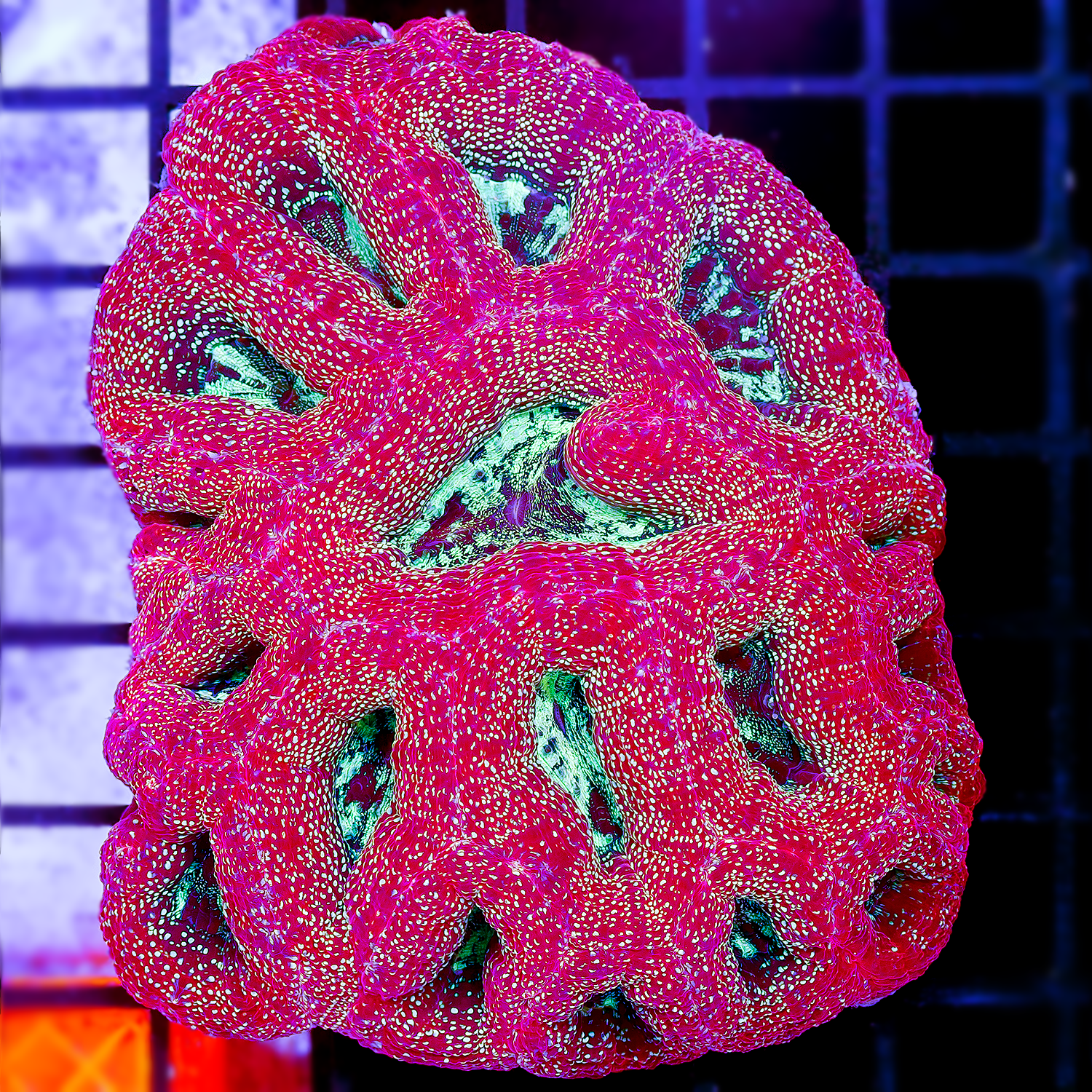 GLITTER BOWERBANKI