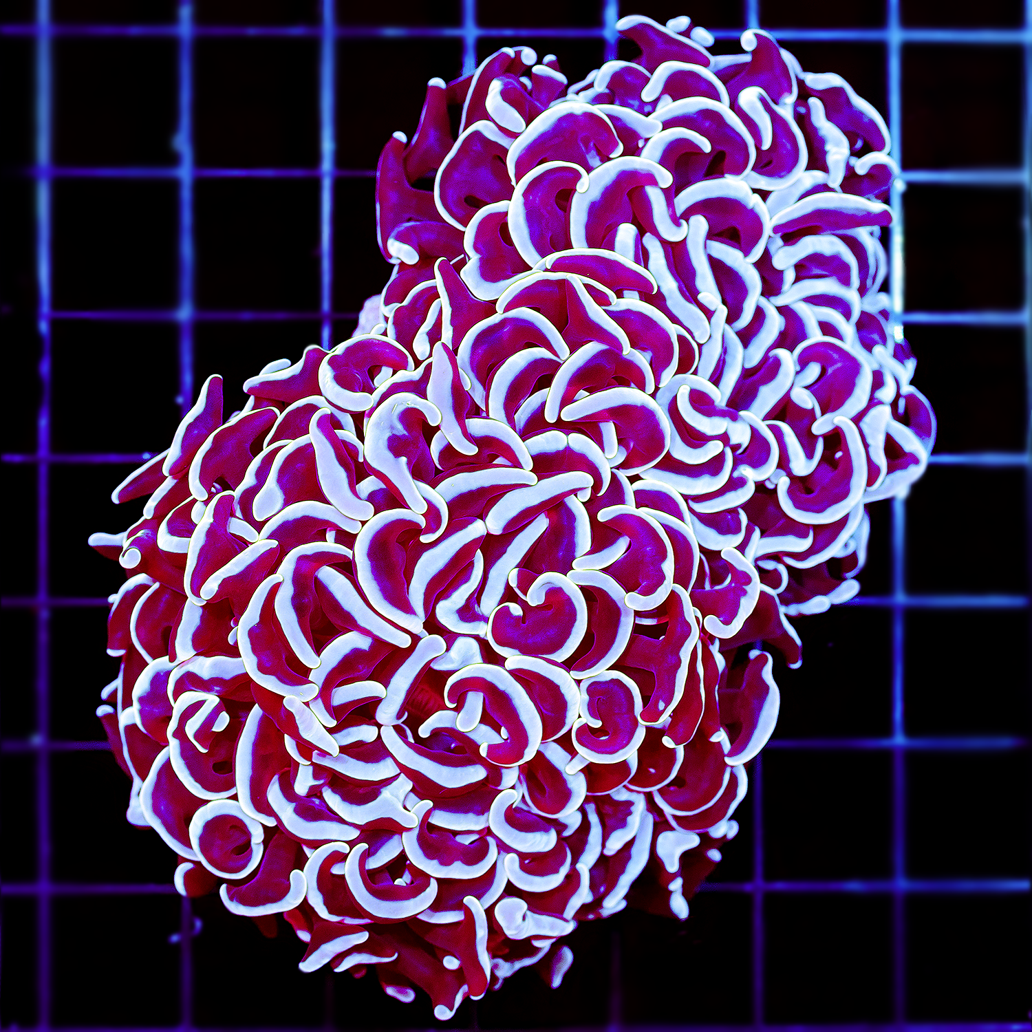 ROSE WALL HAMMER