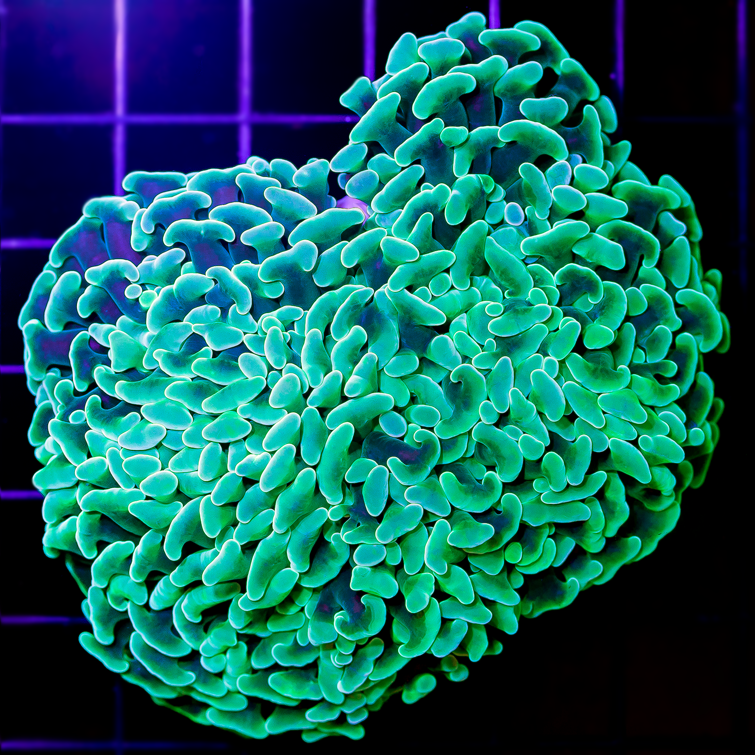 FROSTY GREEN WALL HAMMER 1