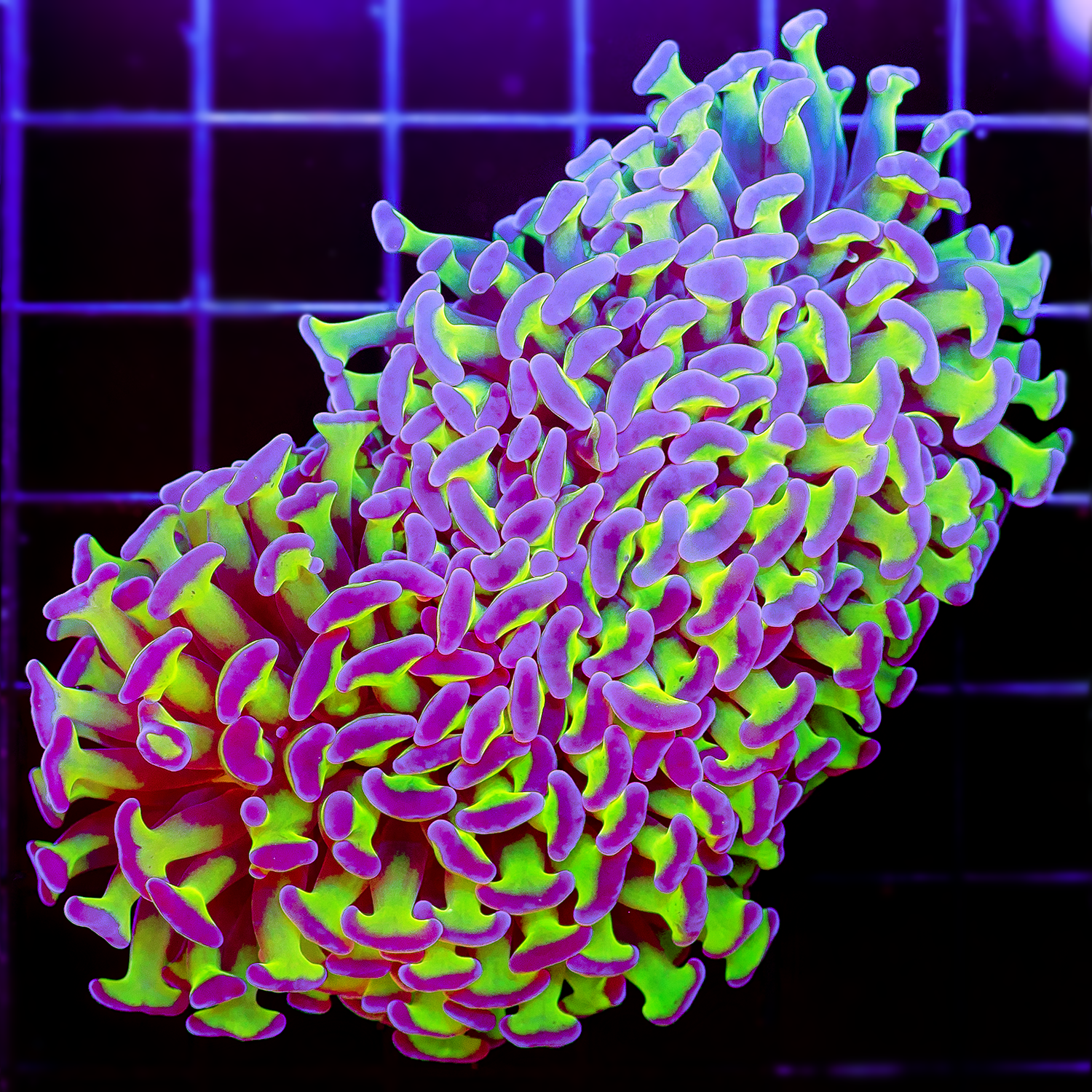 HOLOGRAM WALL HAMMER 1