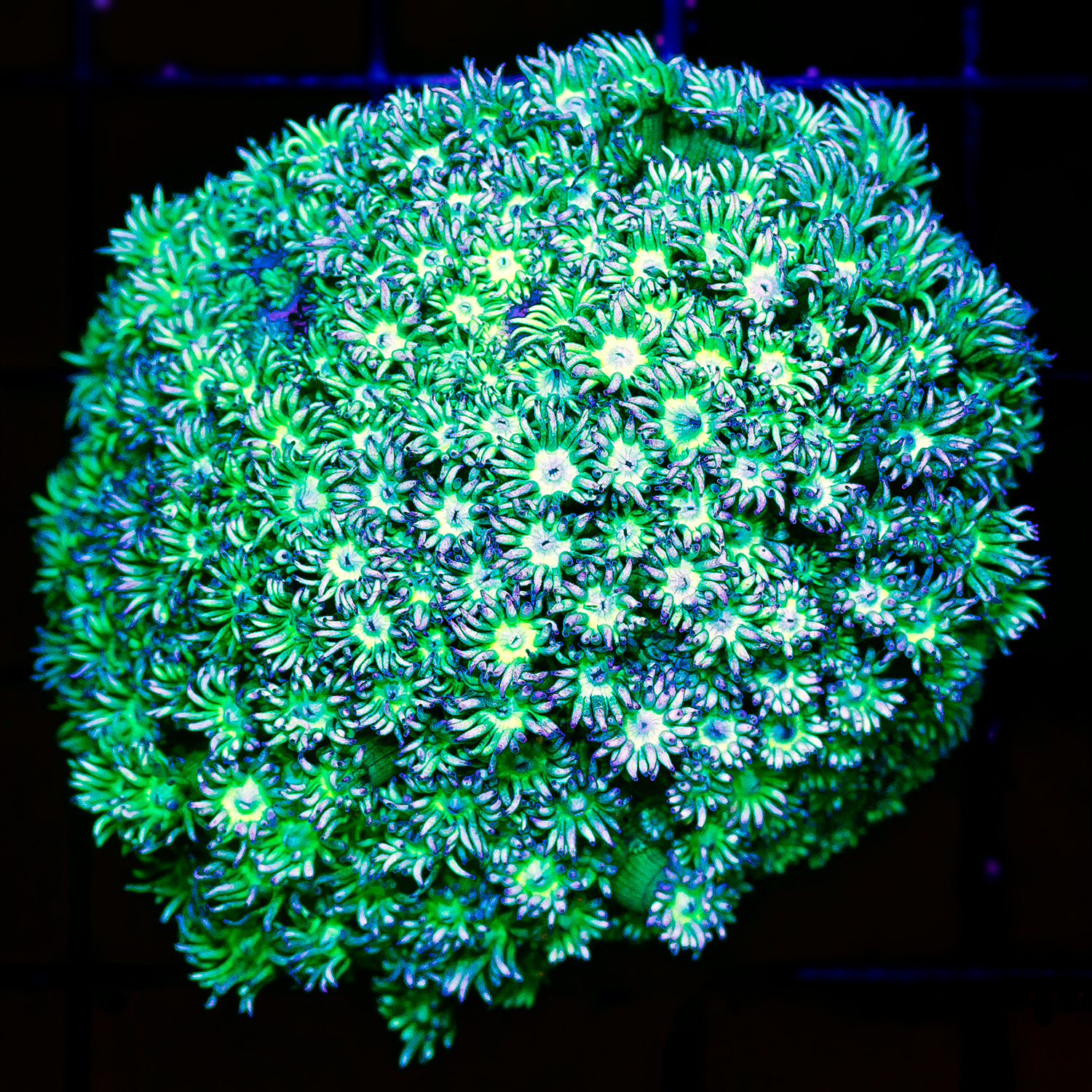 GREEN GONI COLONY 1