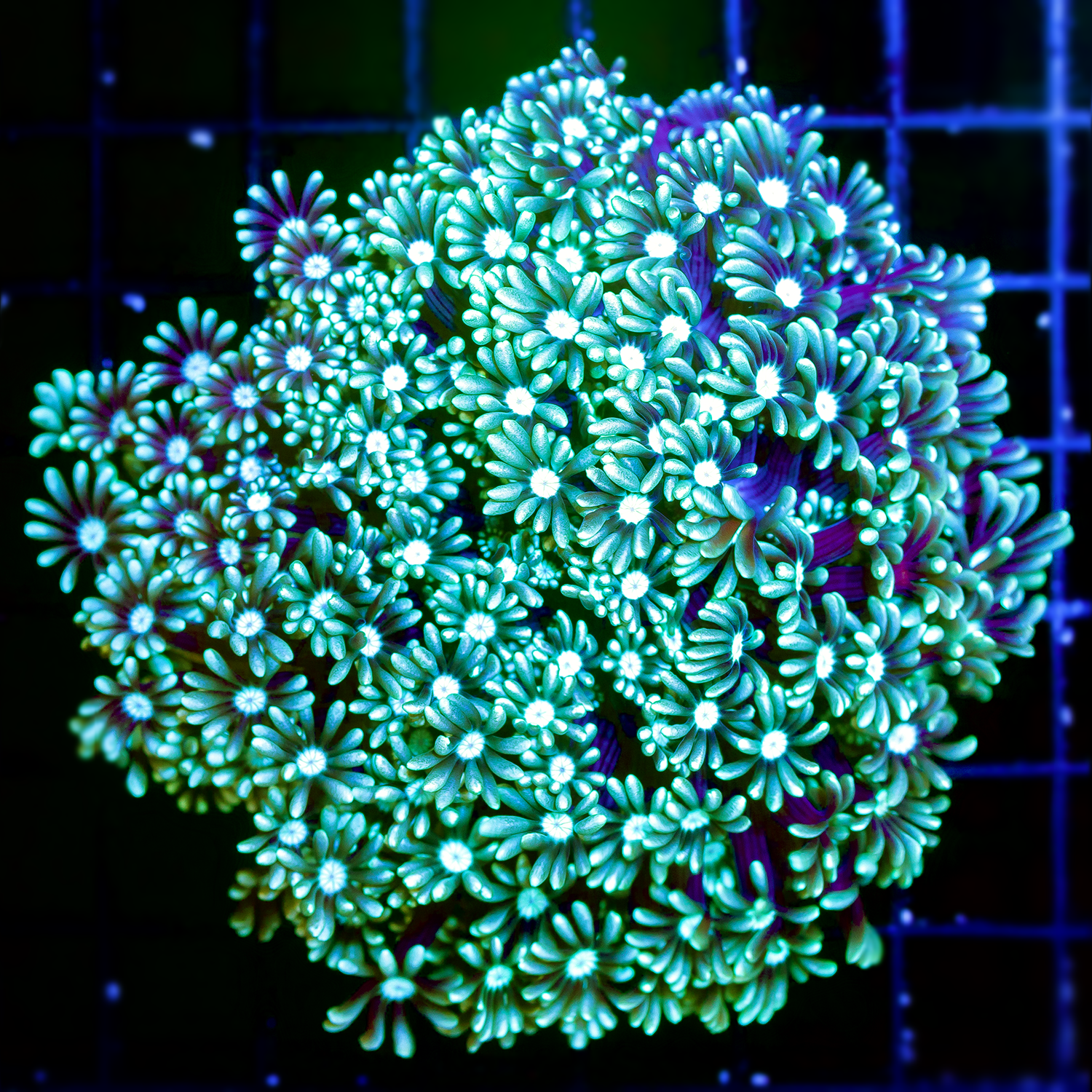 PURPLE GREEN ALVEOPORA COLONY 1