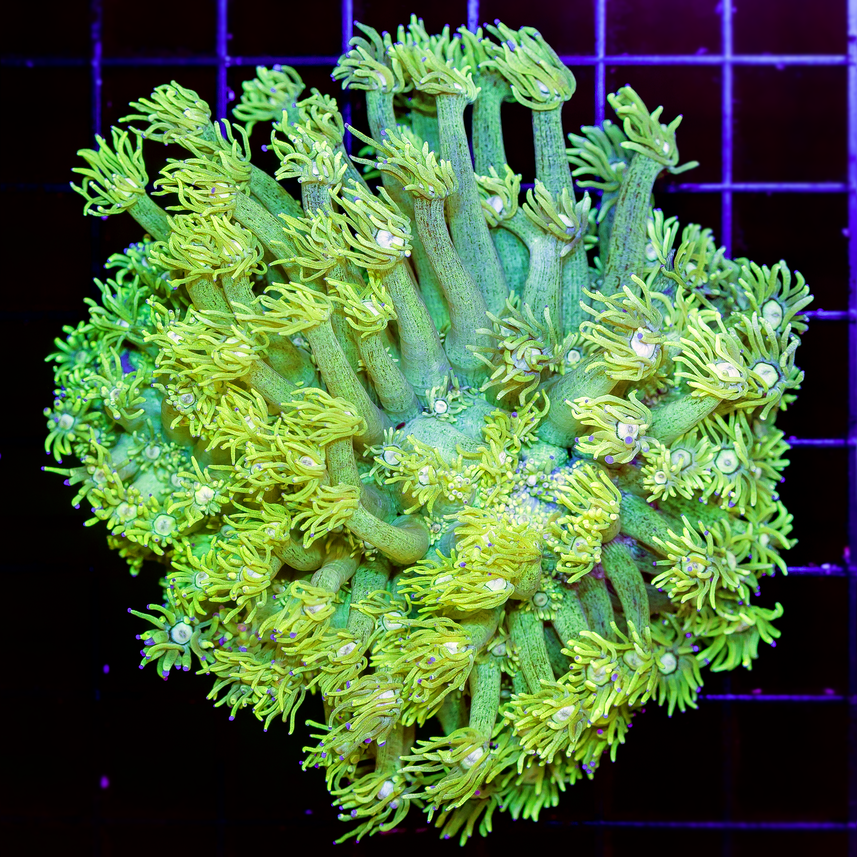 LIME LIGHT GONI COLONY 1