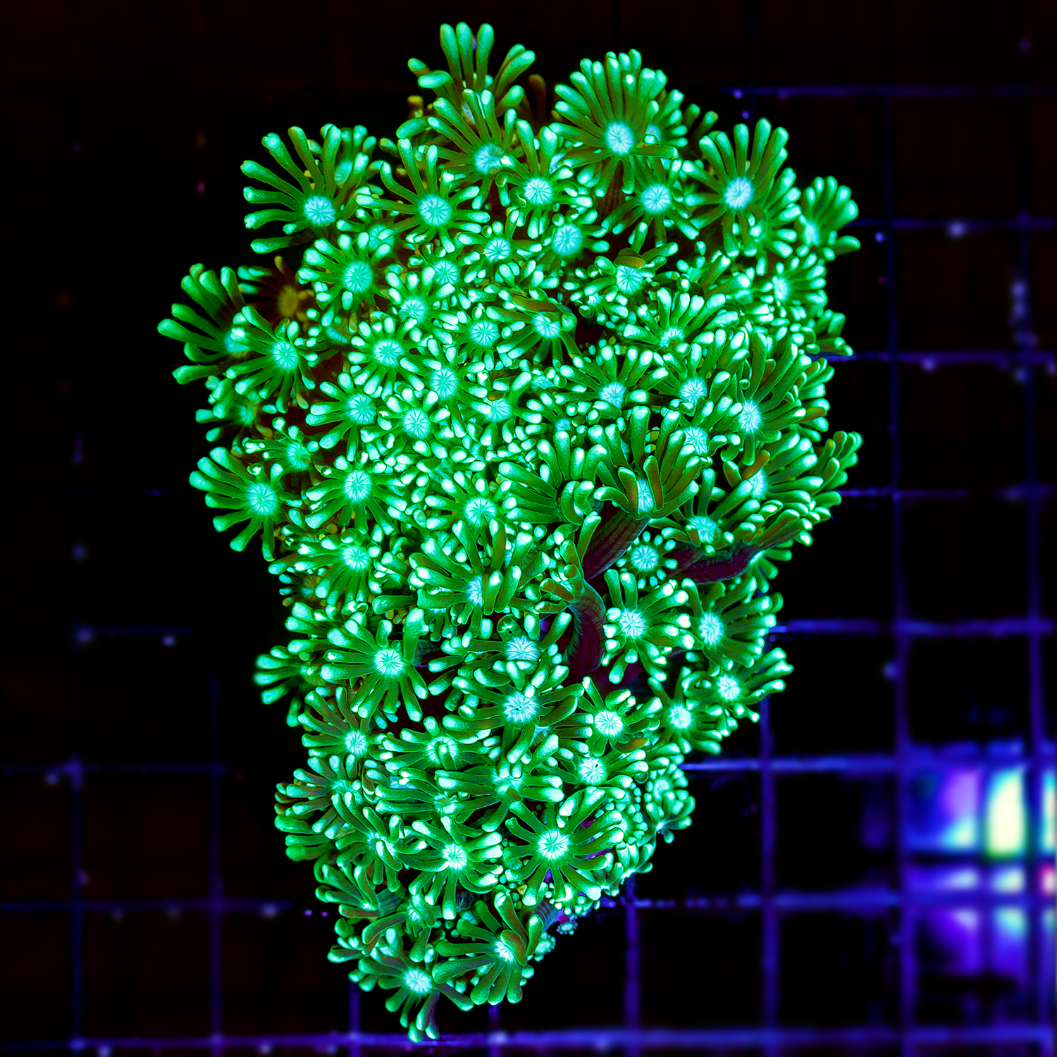 NEON GREEN ALVEOPORA COLONY 1