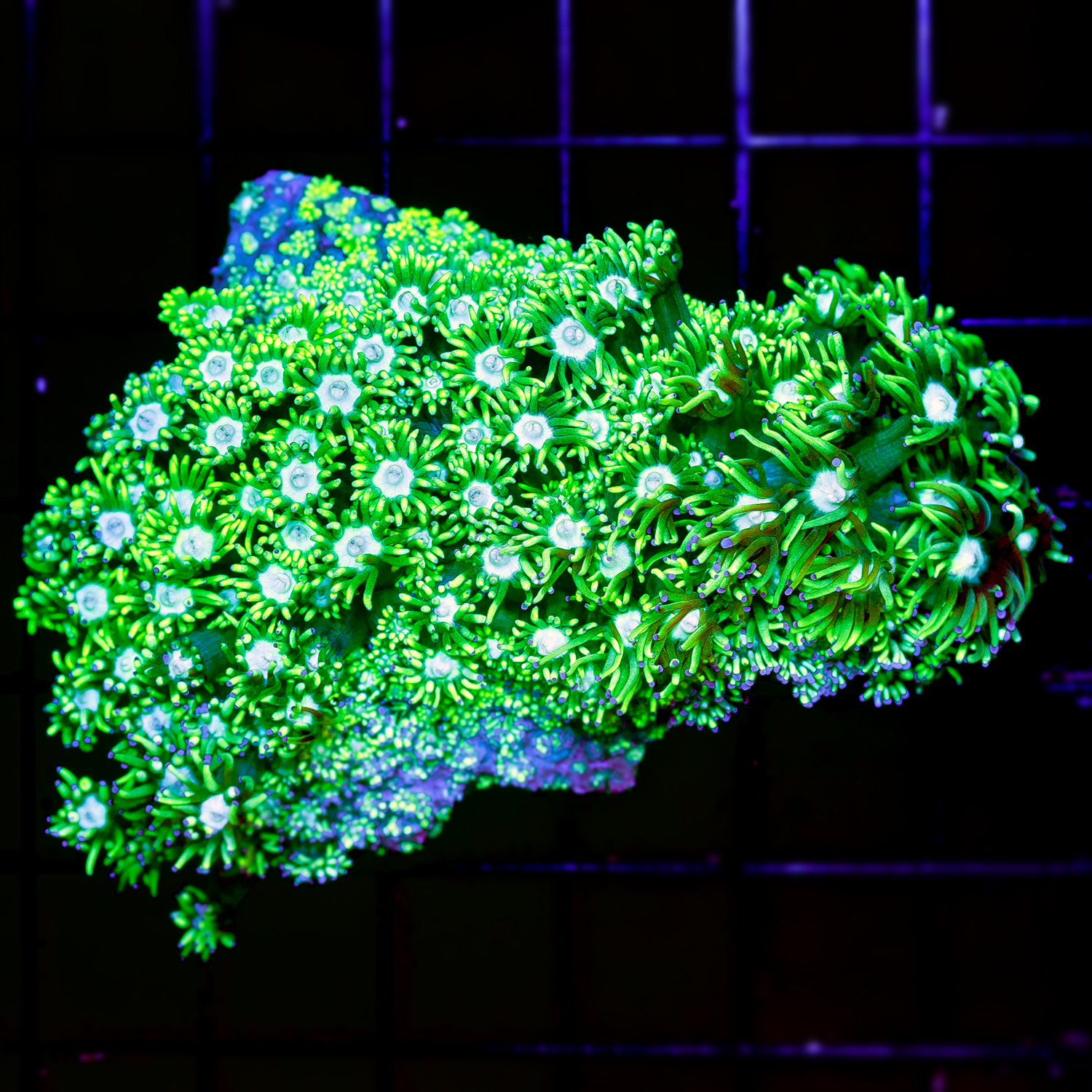 NEON GREEN GONI COLONY 1