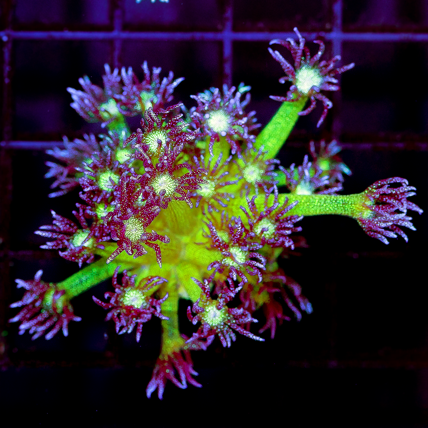 GLITTER BOMB GONI 3