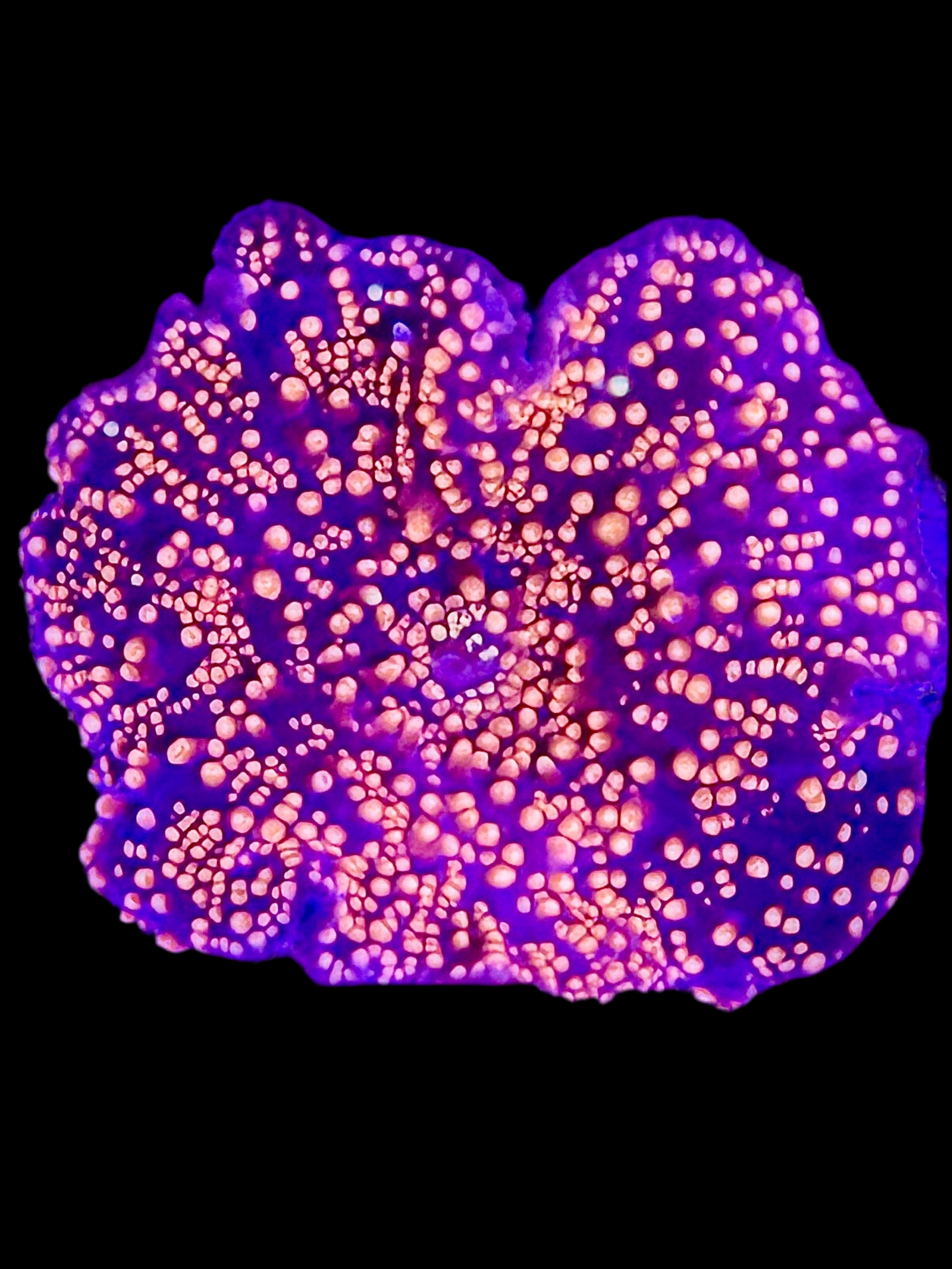 INTERSTELLAR MUSHROOM