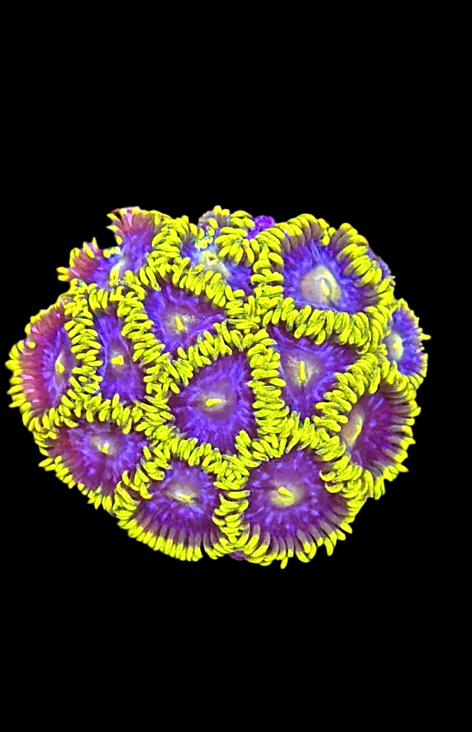 SMURFETTE ZOANTHIDS