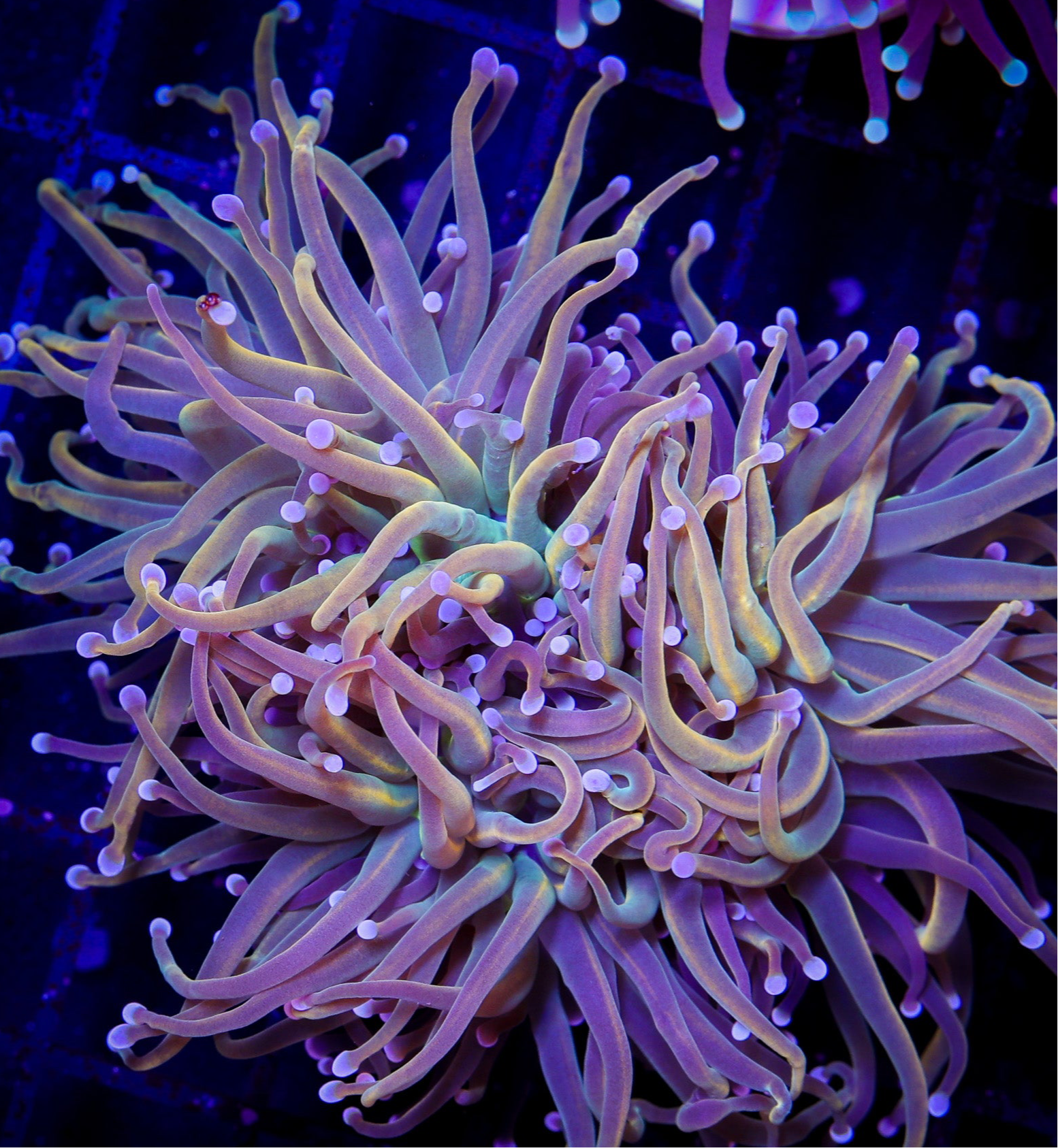 INDO HOLY GRAIL TORCH