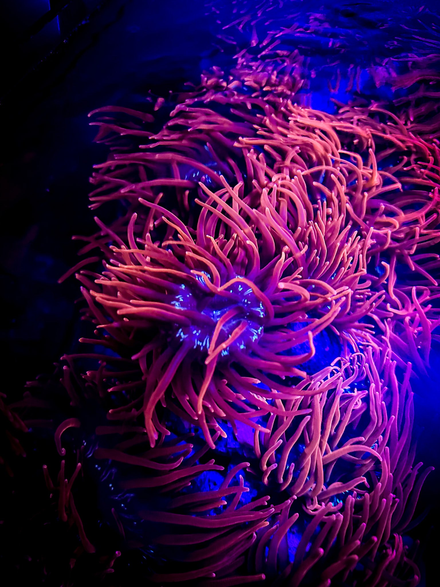 BLACK WIDOW ANENOME