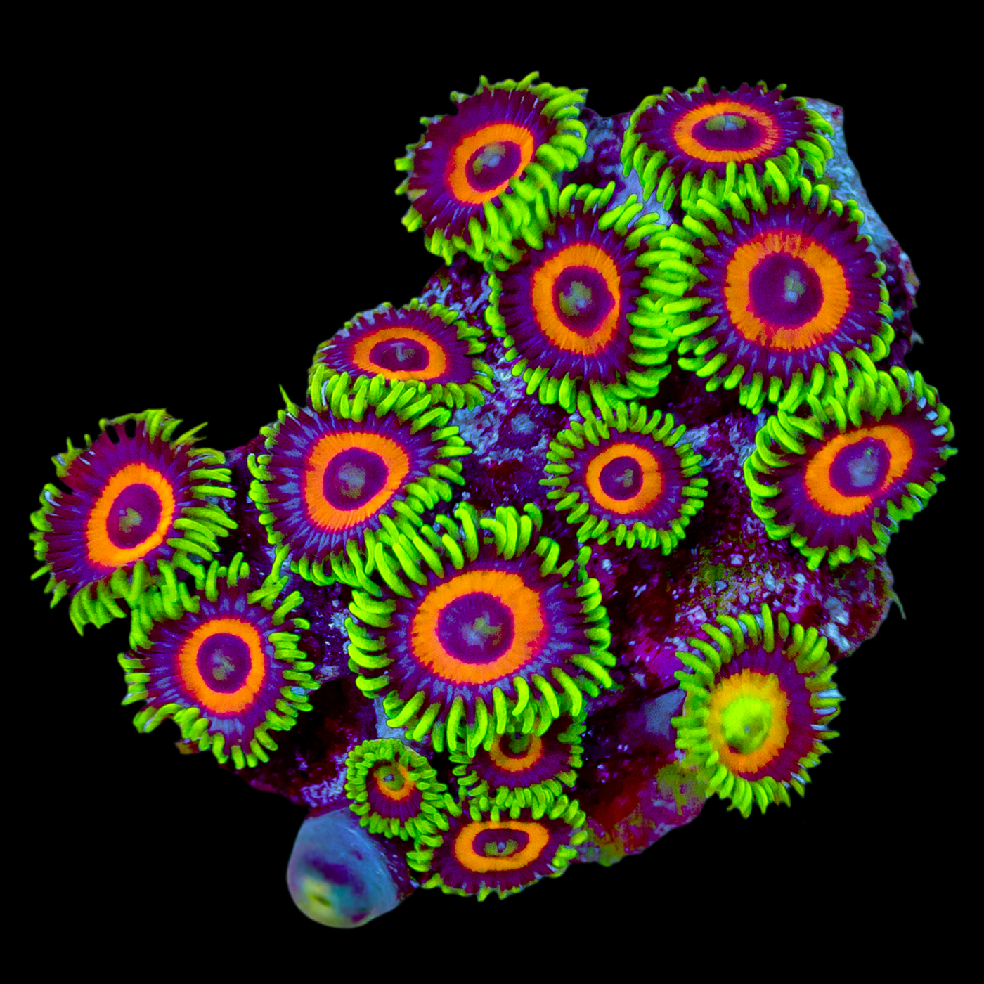 EAGLE EYE ZOA